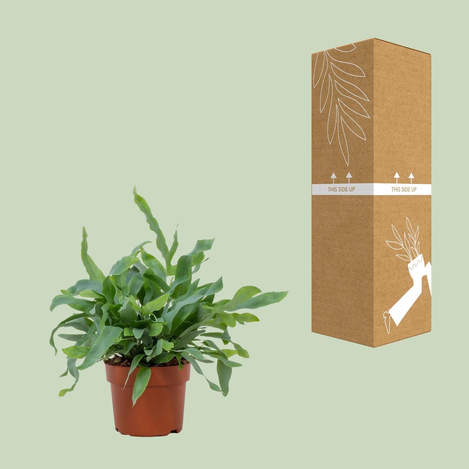 Phlebodium Blue Star 12cm (28810)