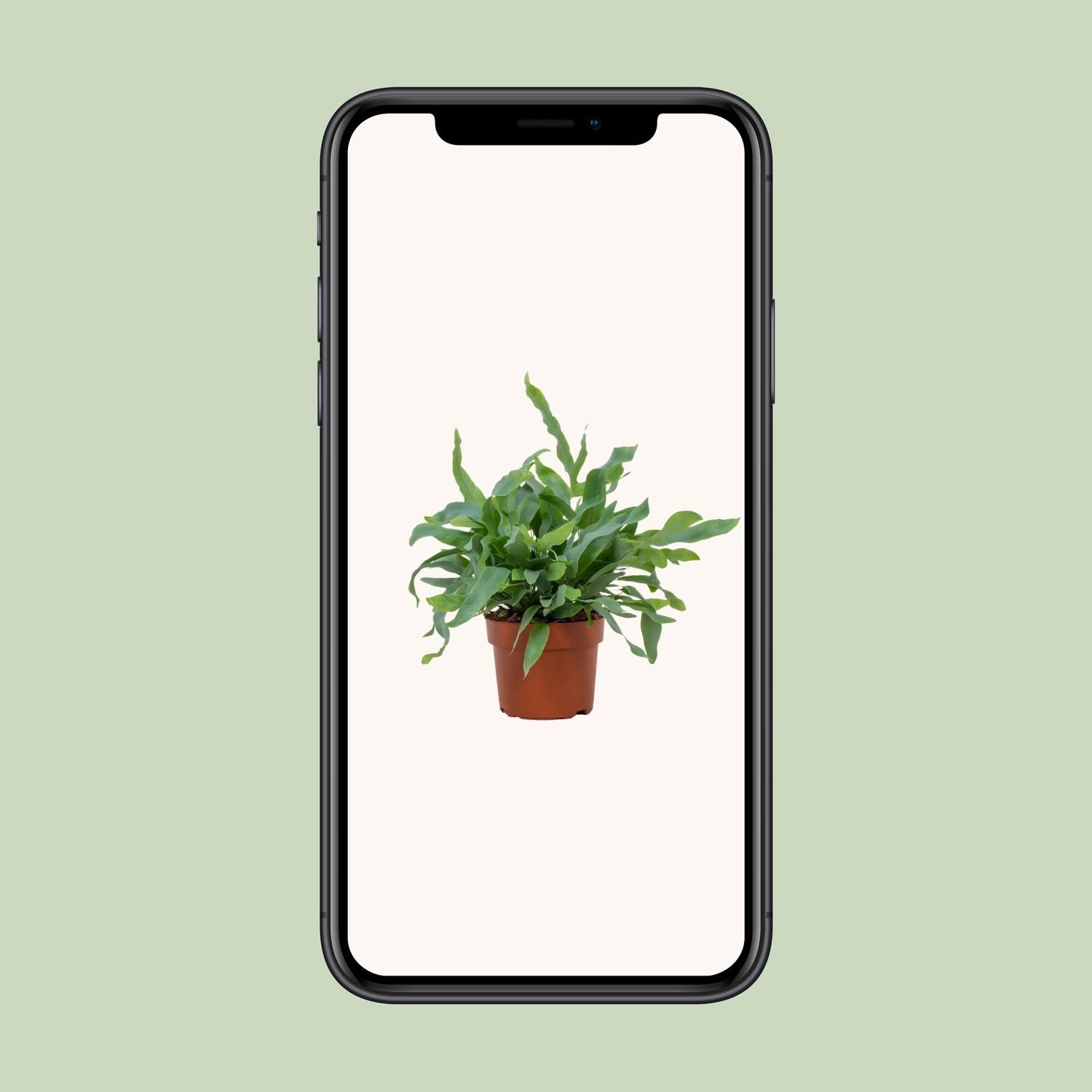 Phlebodium Blue Star 12cm (28810)