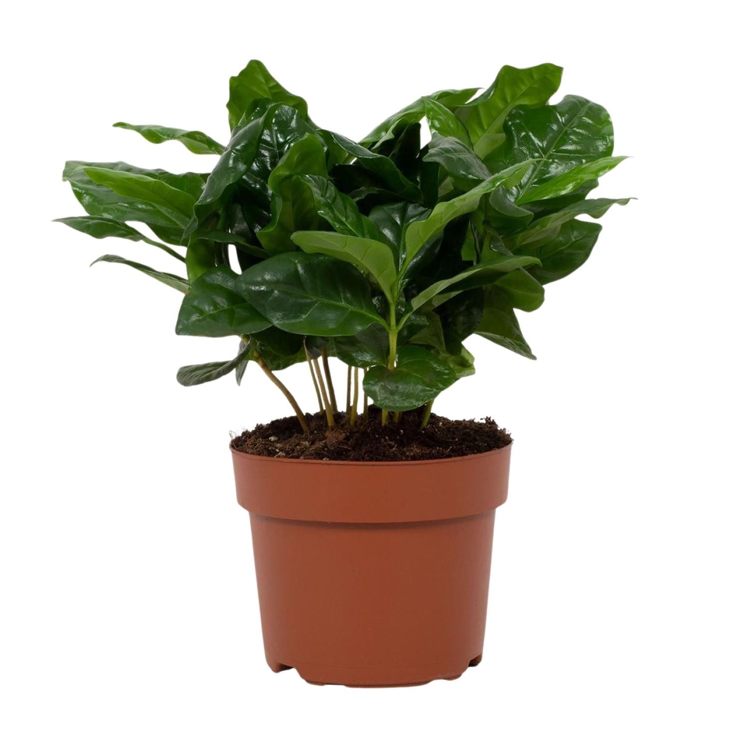 Coffea Arabica 12cm (28768)