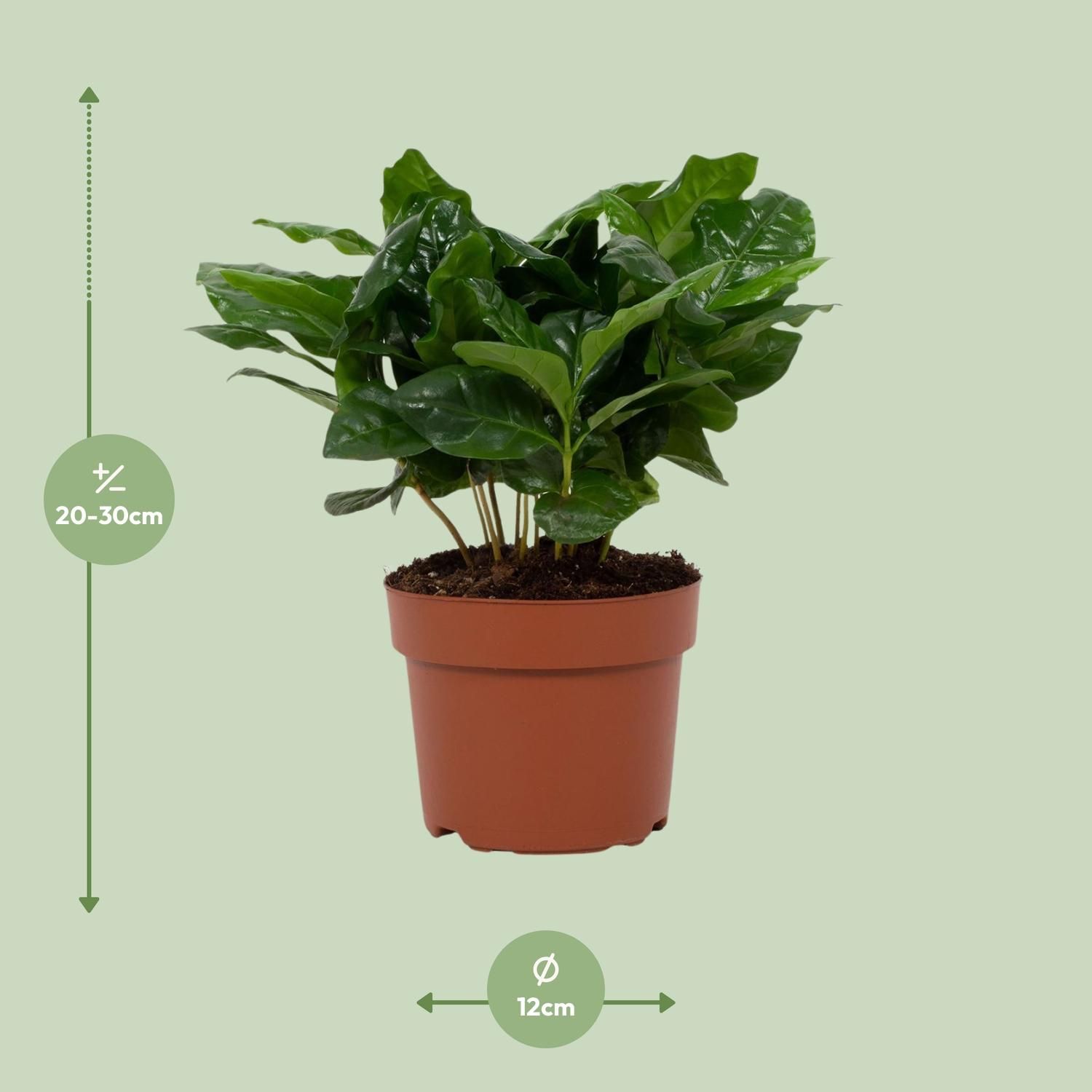 Coffea Arabica 12cm (28768)