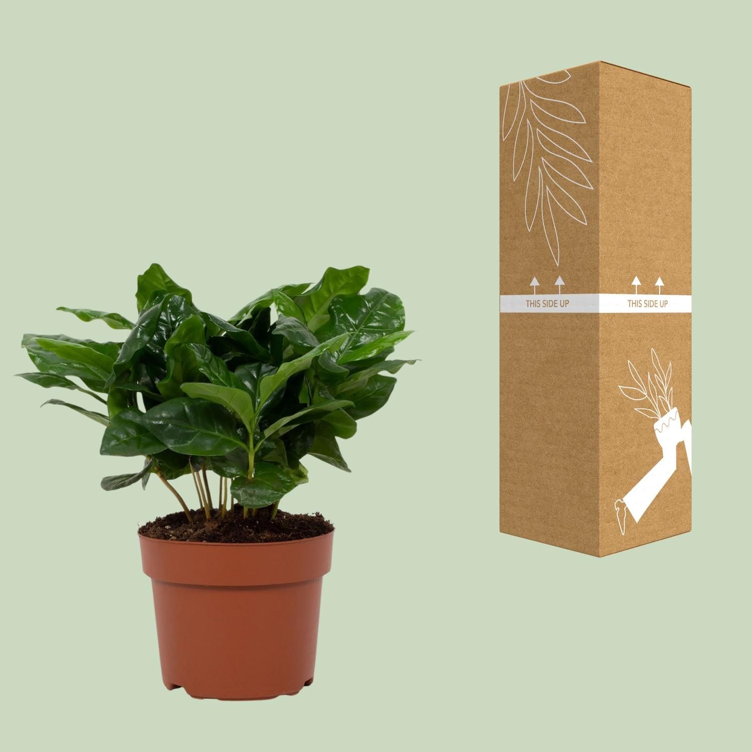 Coffea Arabica 12cm (28768)