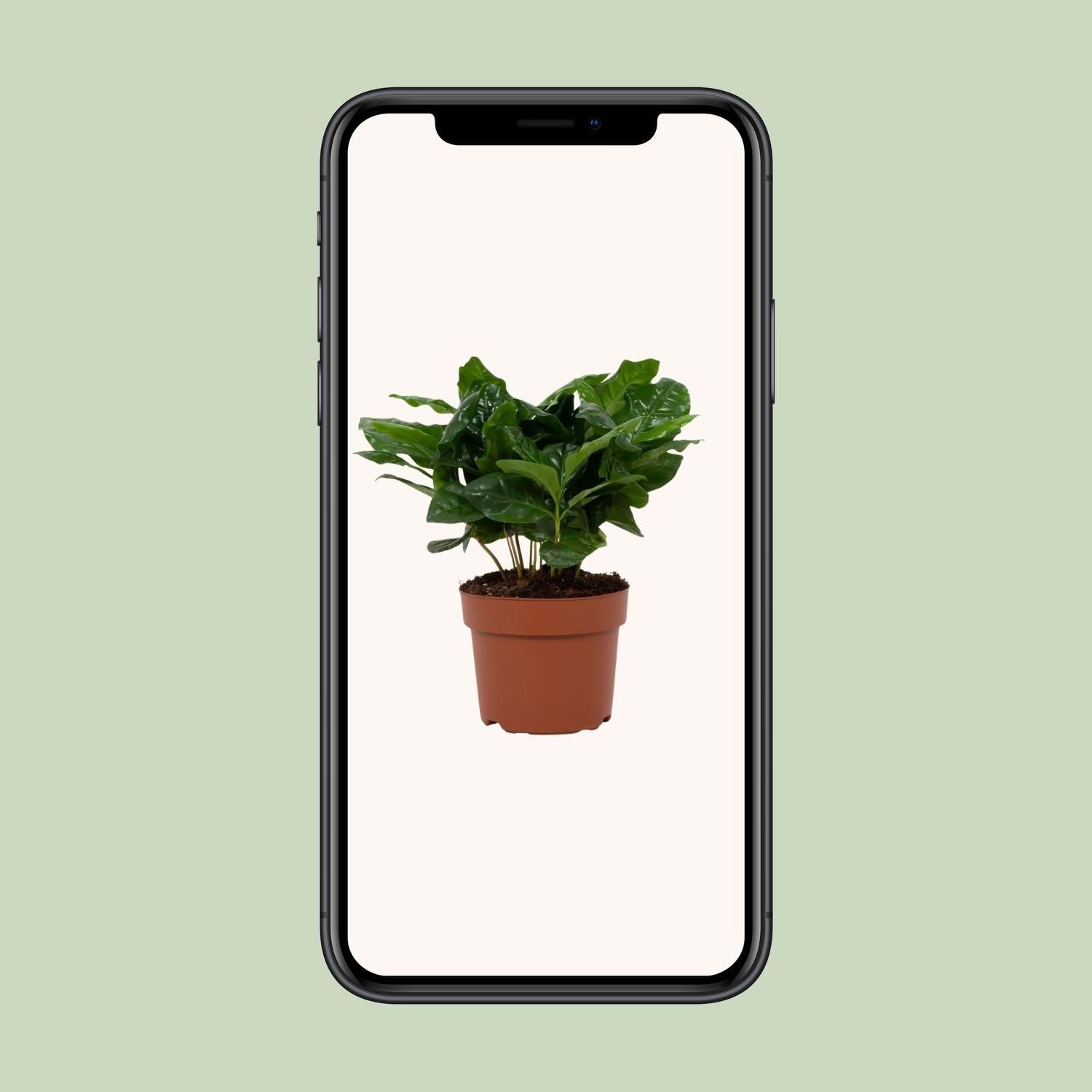 Coffea Arabica 12cm (28768)