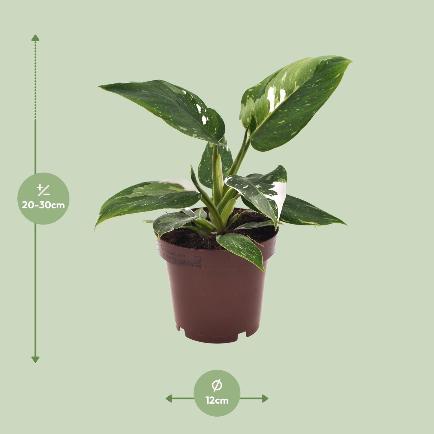 Philodendron White Princess (18280)