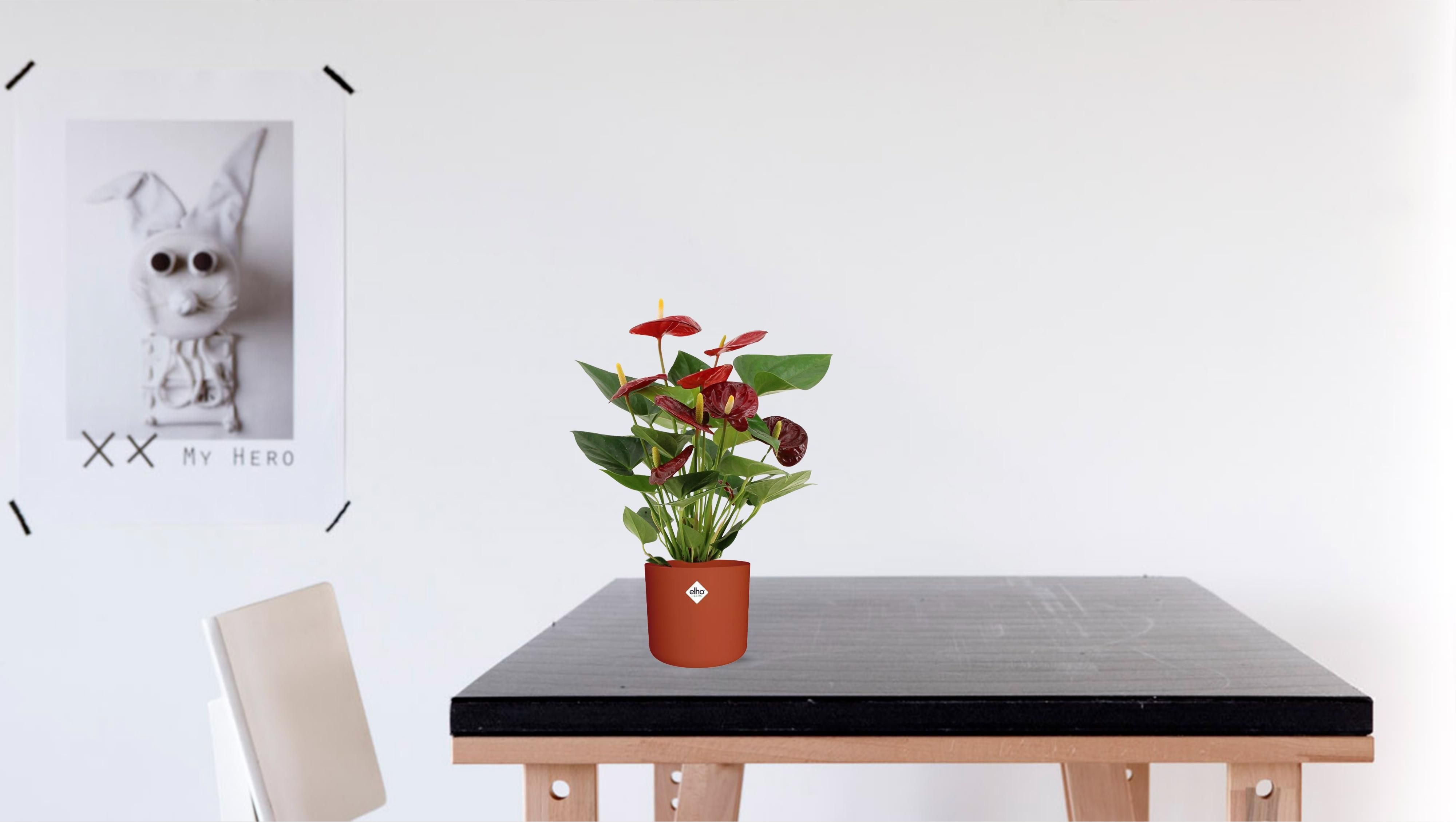 Anthurium Calon In Transparant Sleeve (28826)