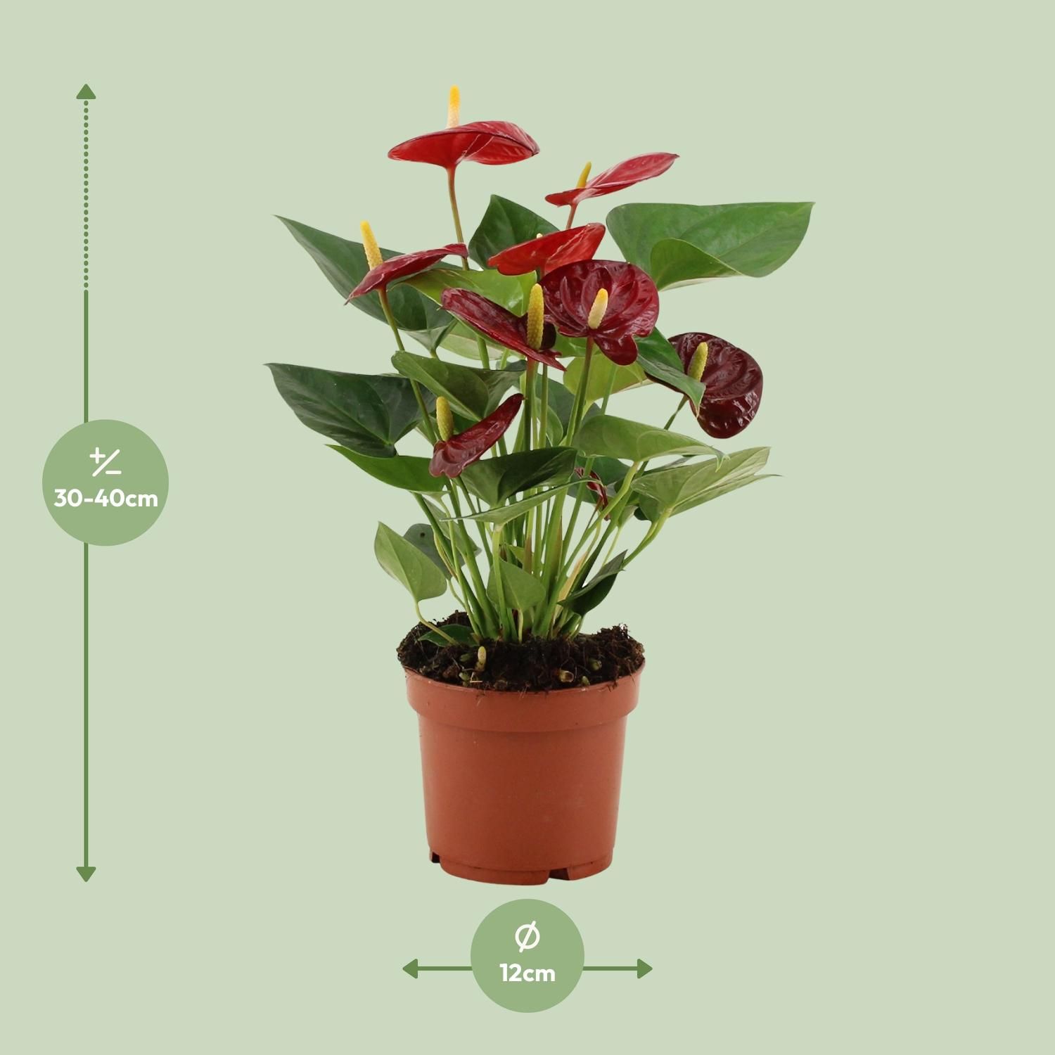 Anthurium Calon In Transparant Sleeve (28826)