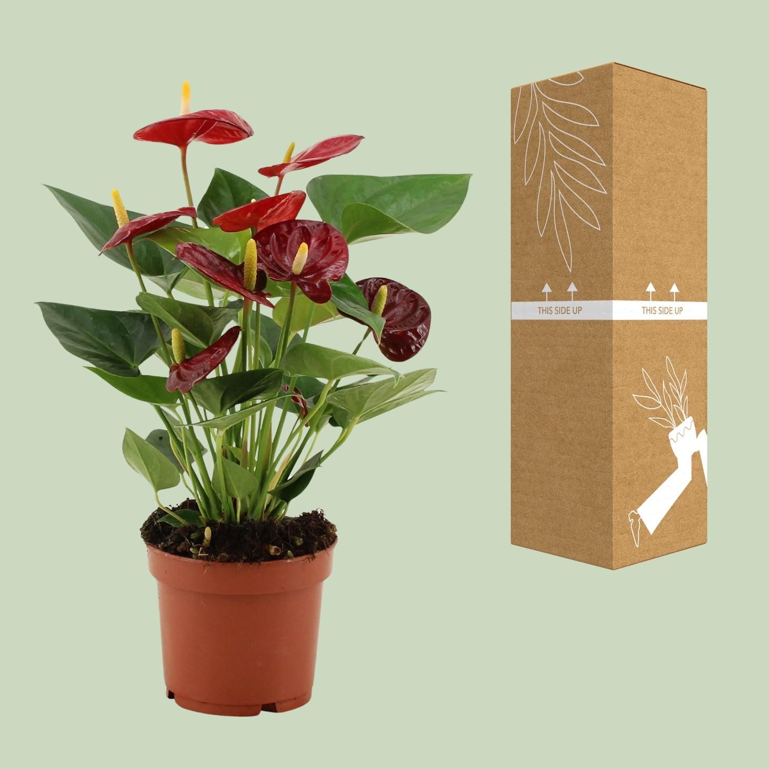 Anthurium Calon In Transparant Sleeve (28826)