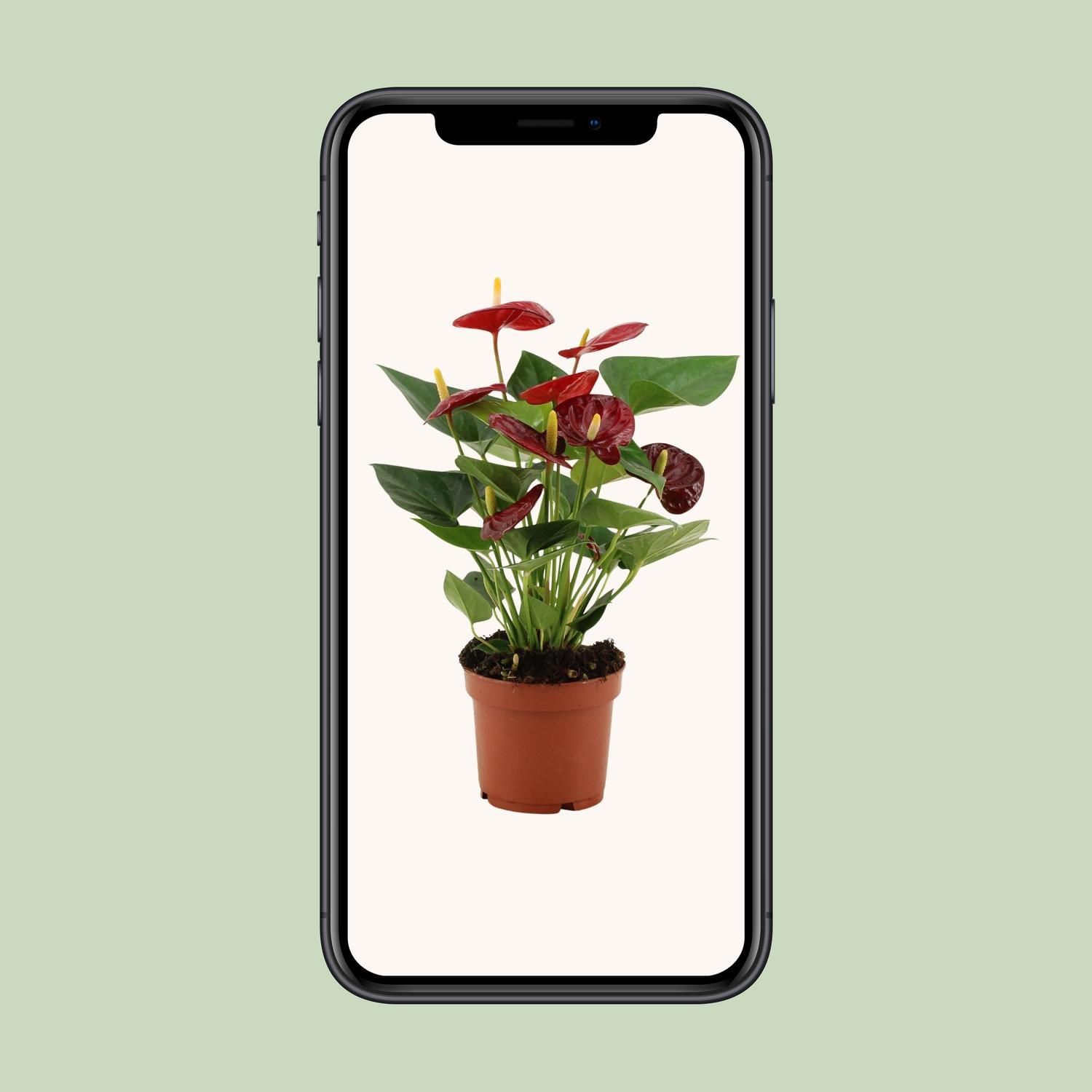 Anthurium Calon In Transparant Sleeve (28826)