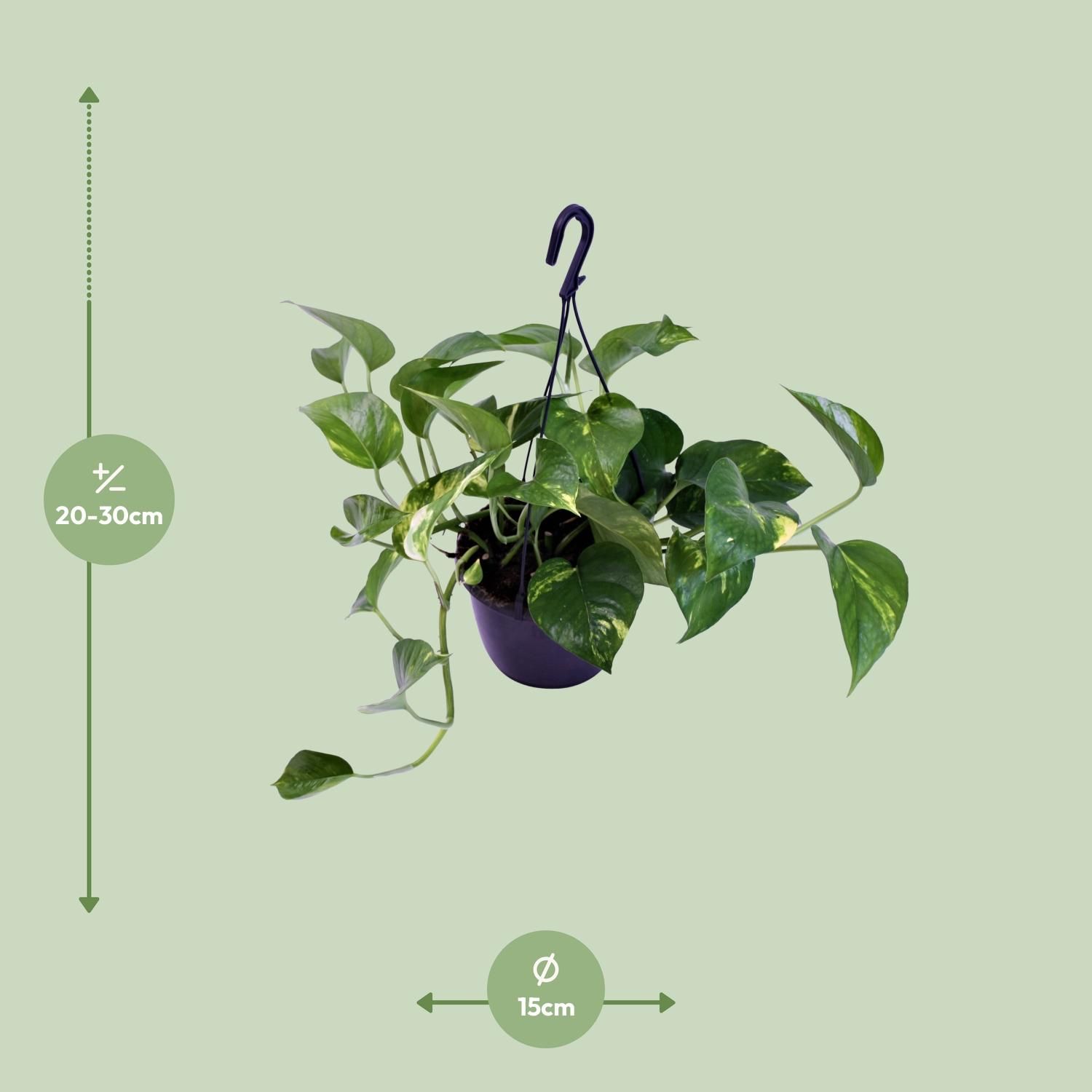 Epipremnum Aureum (12468)