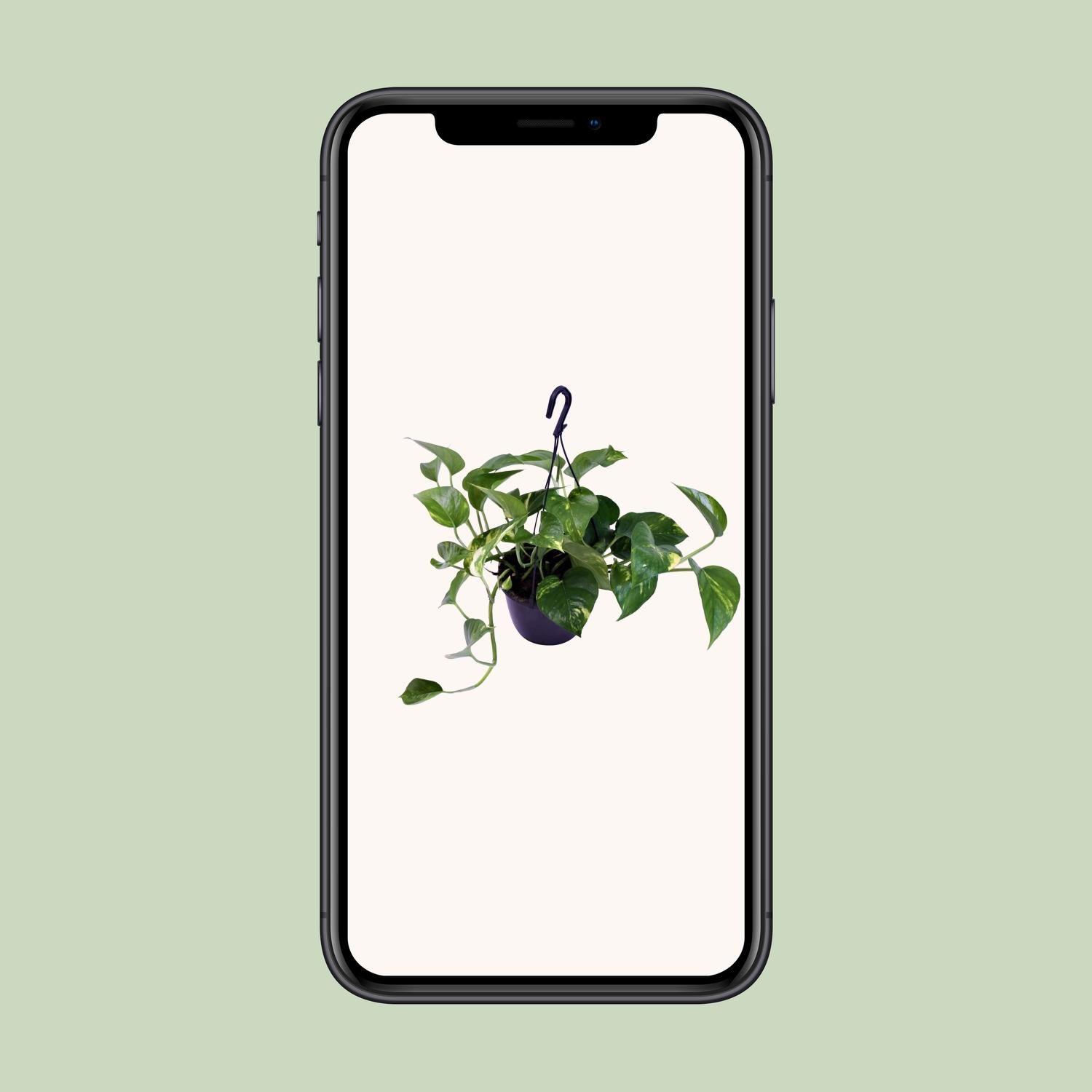 Epipremnum Aureum (12468)