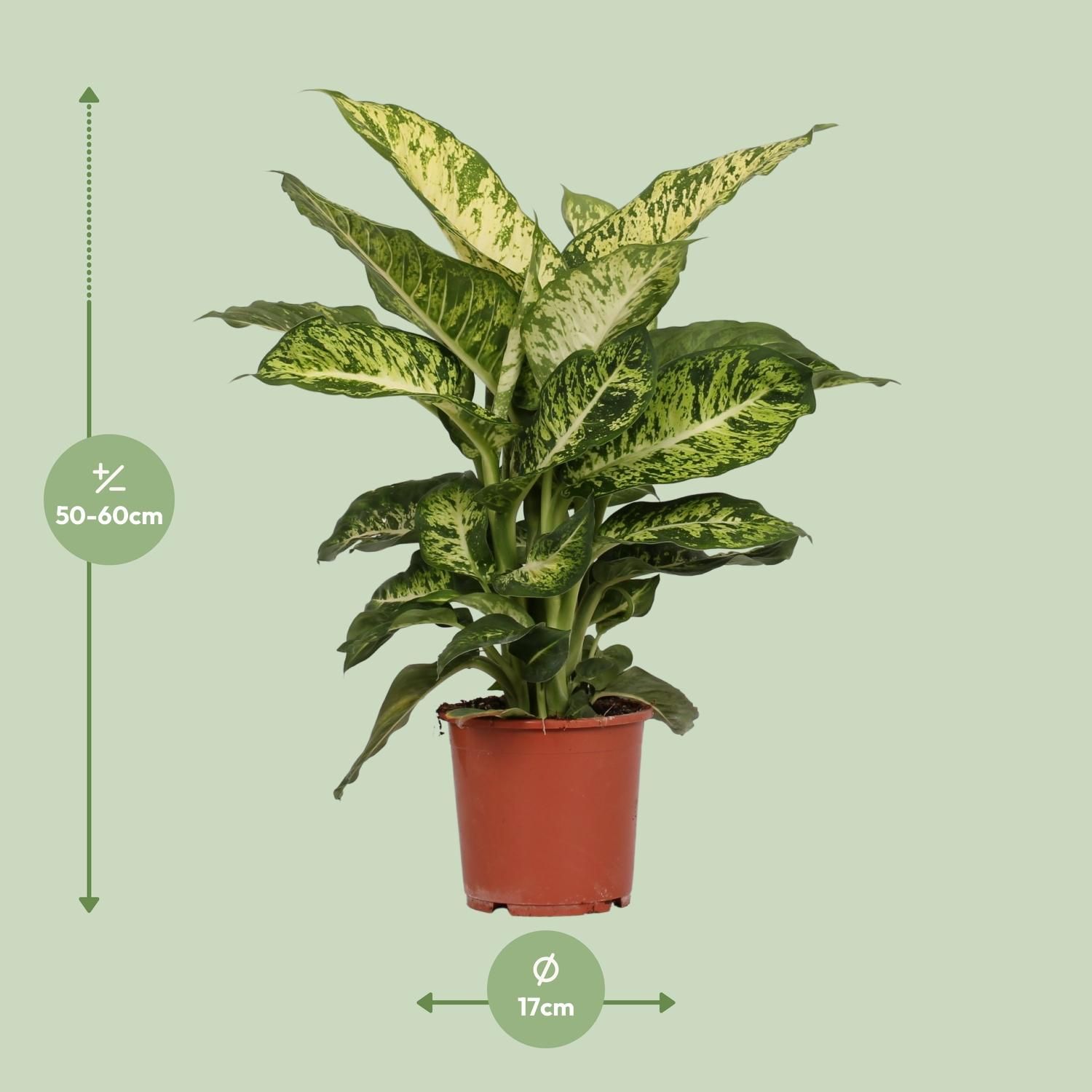 Dieffenbachia Mars (8720634284356)