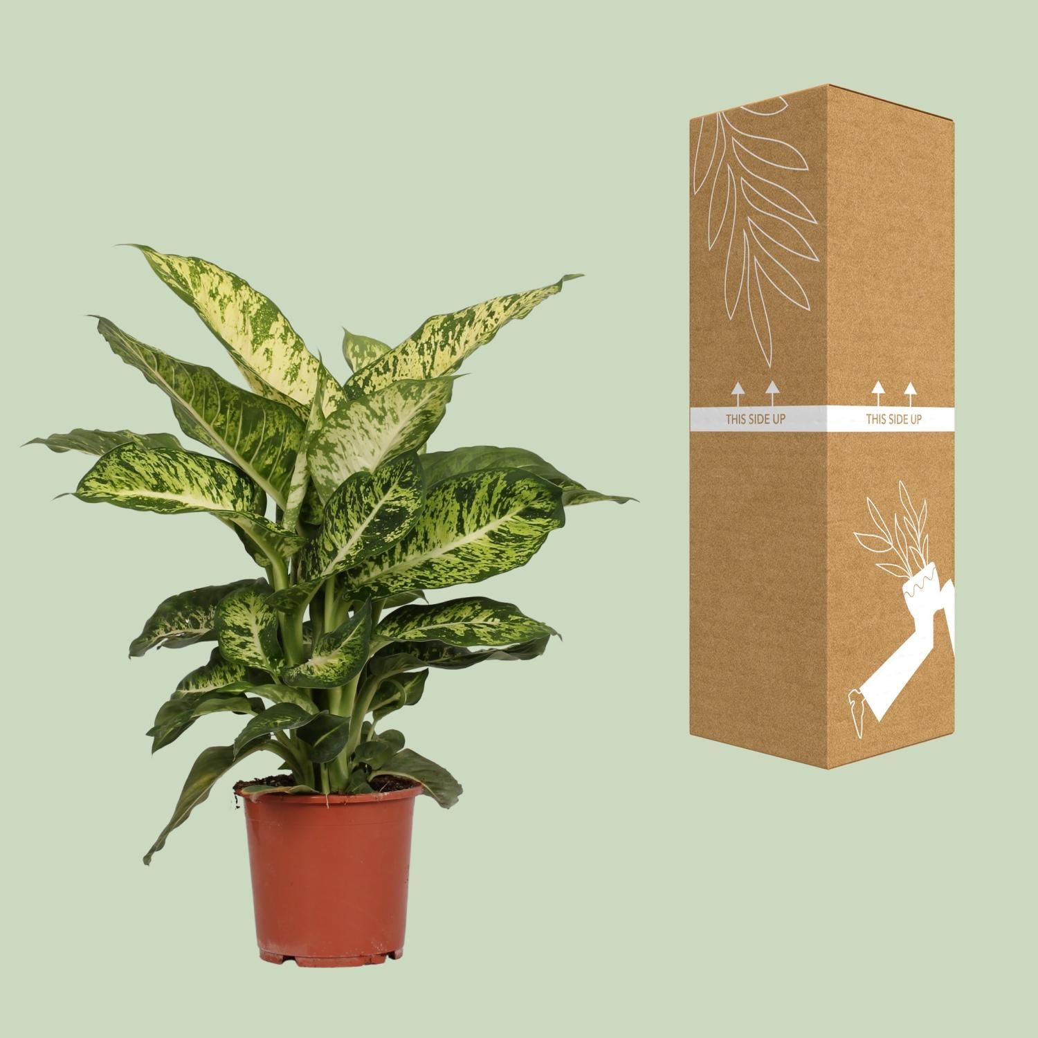 Dieffenbachia Mars (8720634284356)