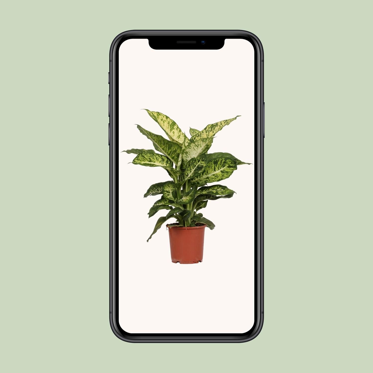 Dieffenbachia Mars (8720634284356)