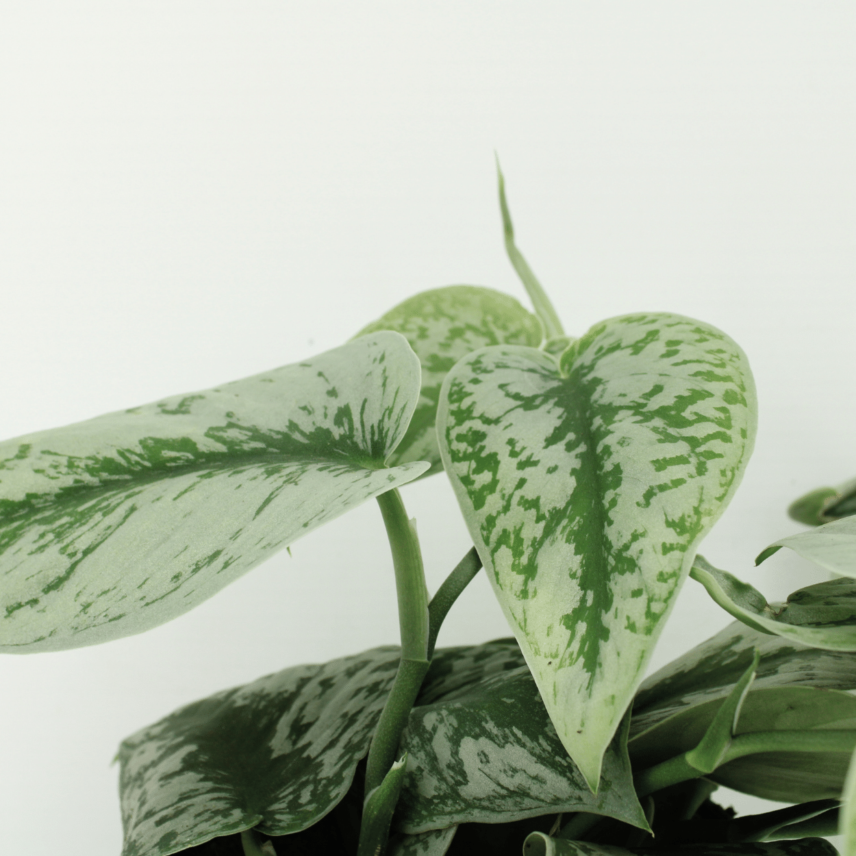 Scindapsus Pictus Trebie (Epipremnum) - 2 stuks (10279)