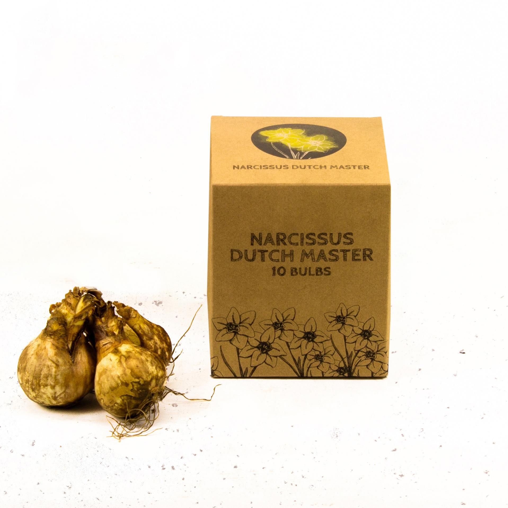 Flowerbulbs amsterdam Dutch Master - 10 bloembollen - Maat 12/14 (8720938490118)