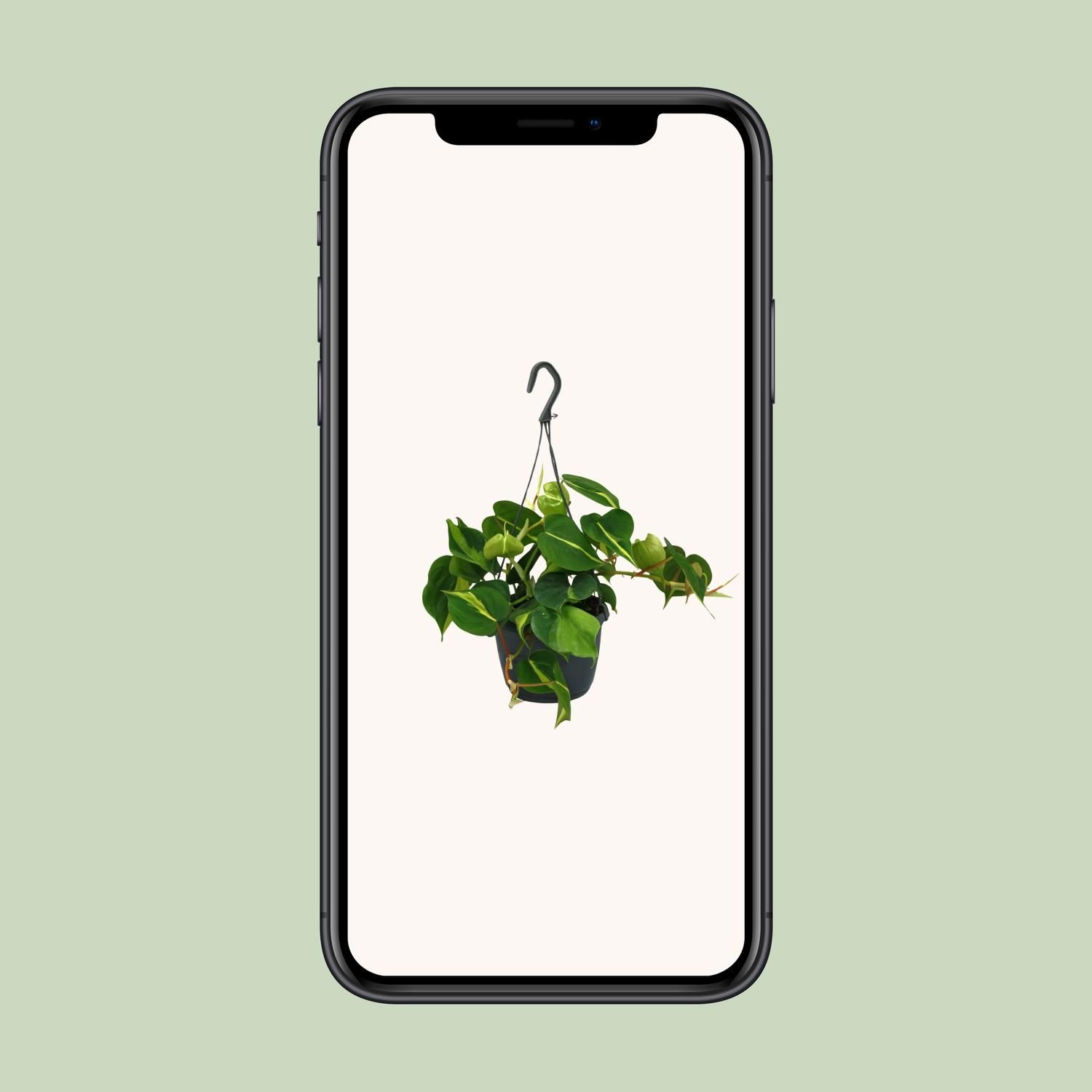 Philodendron Scandens Brasil (12478)