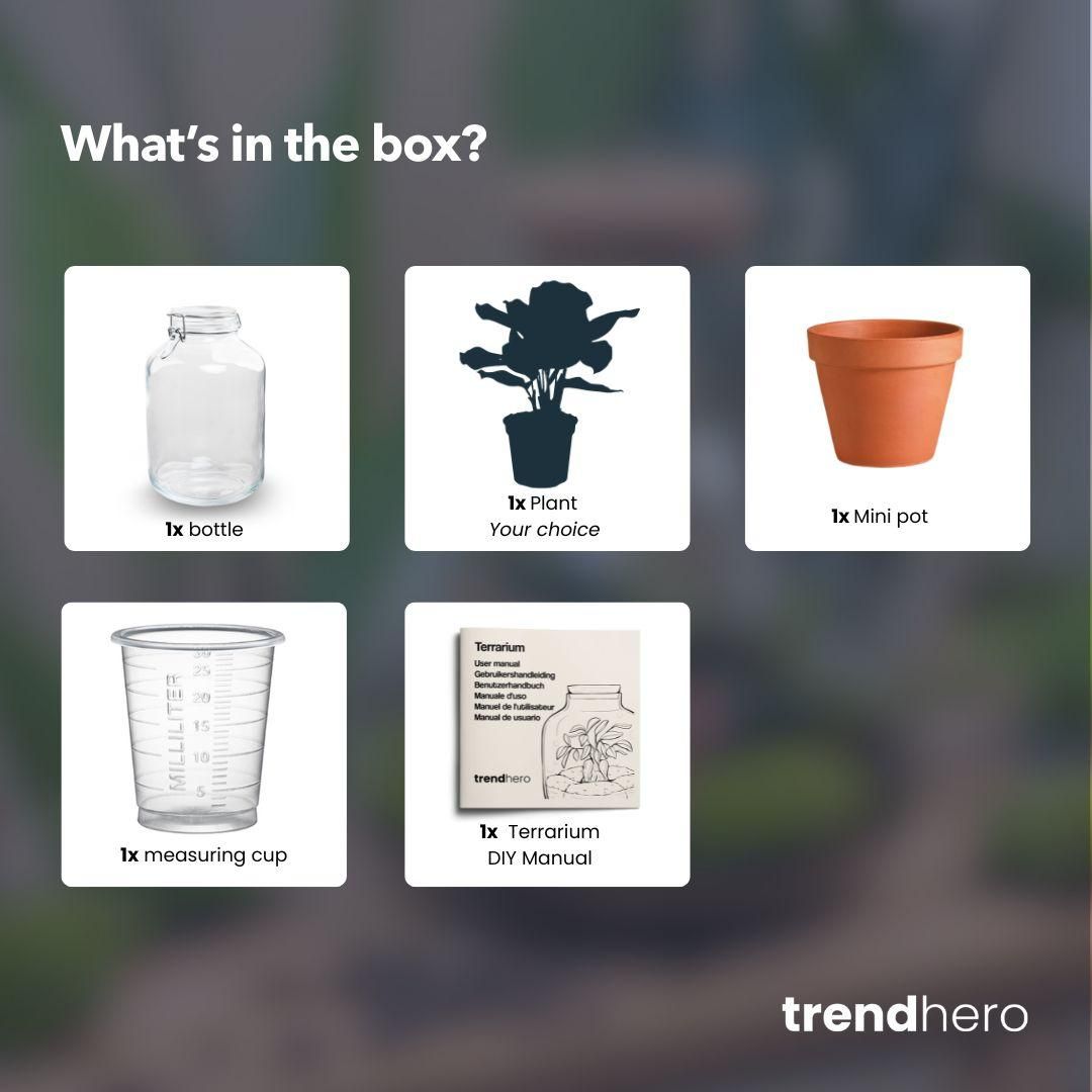 Easyplant - Bonsai - Mini-ecosysteem (8720726958677)