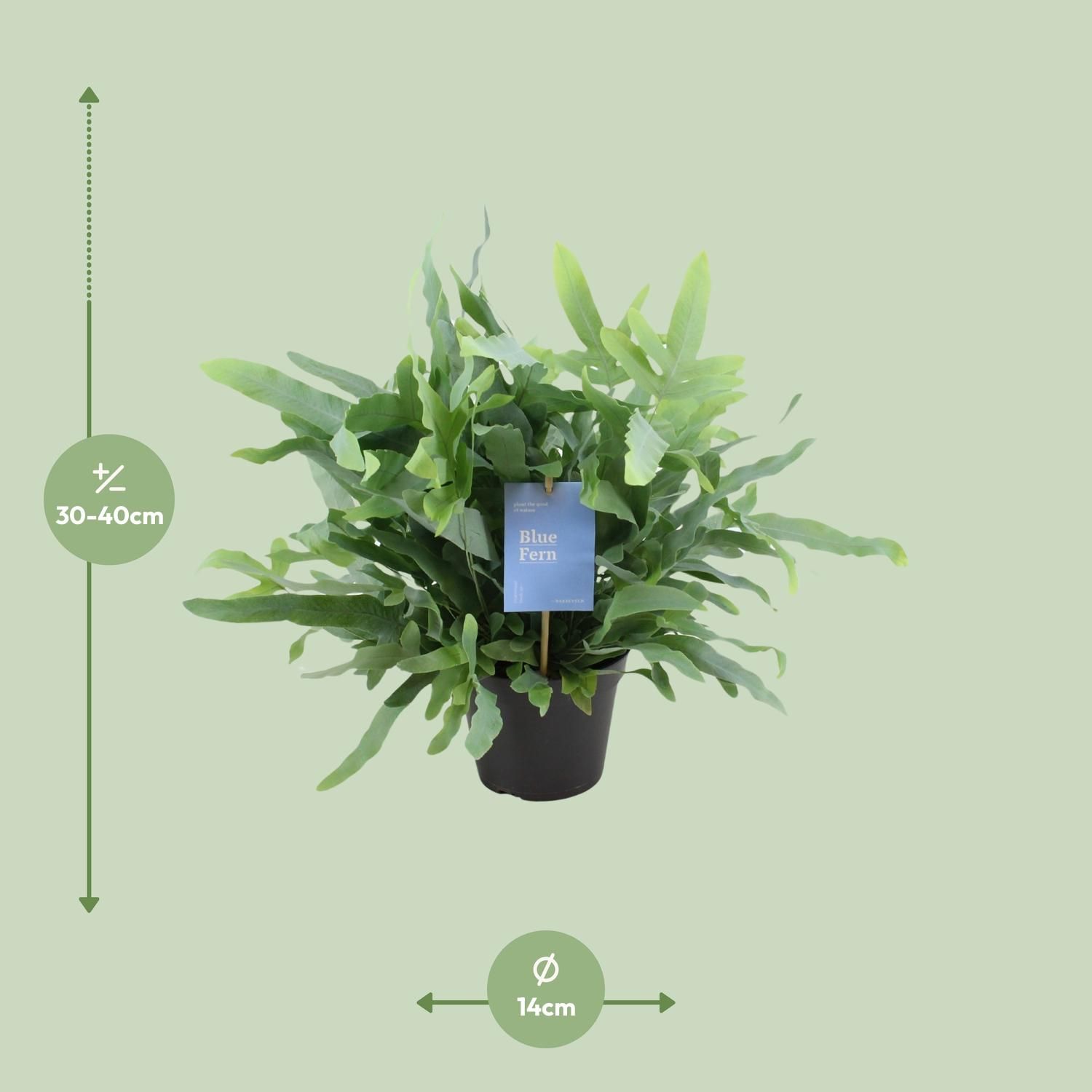 Phlebodium Blue Fern (15393)