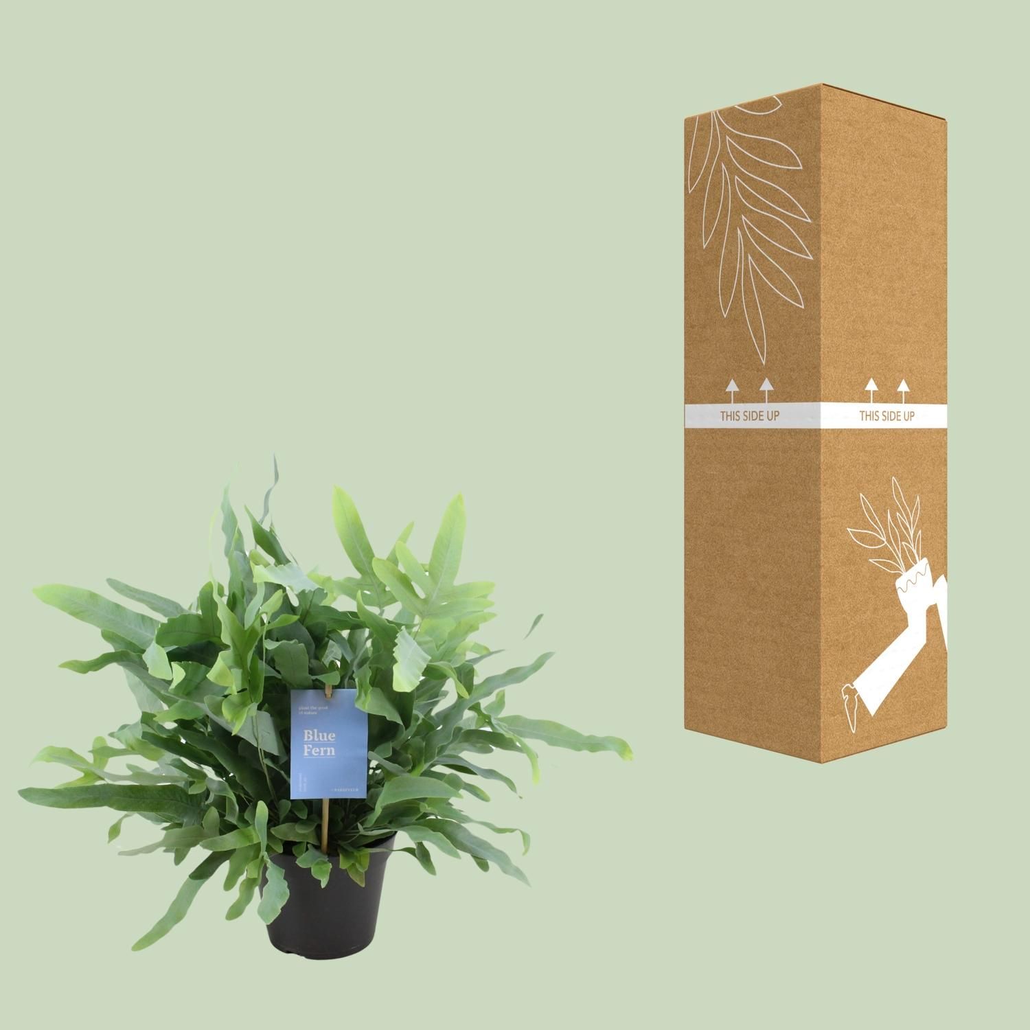 Phlebodium Blue Fern (15393)