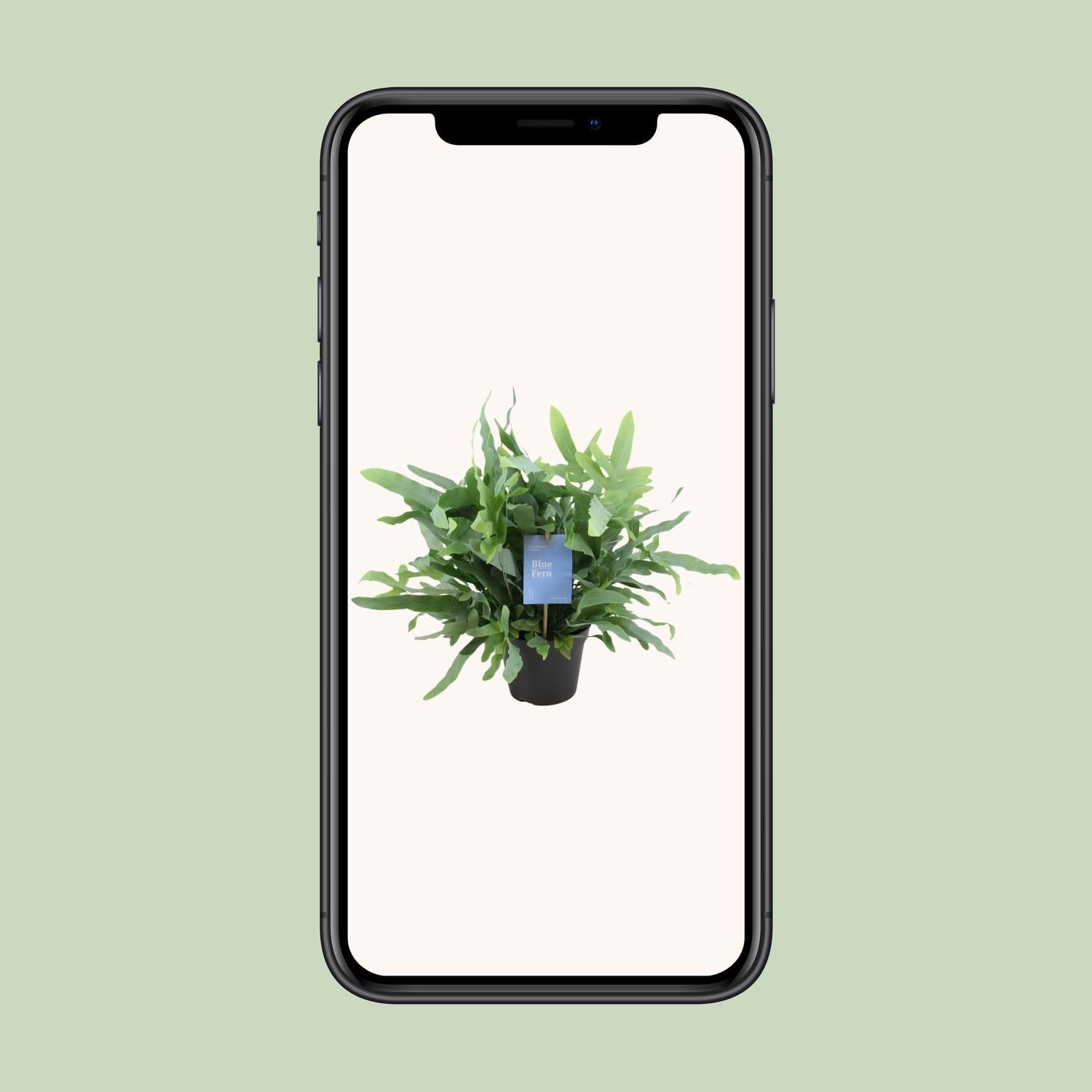 Phlebodium Blue Fern (15393)