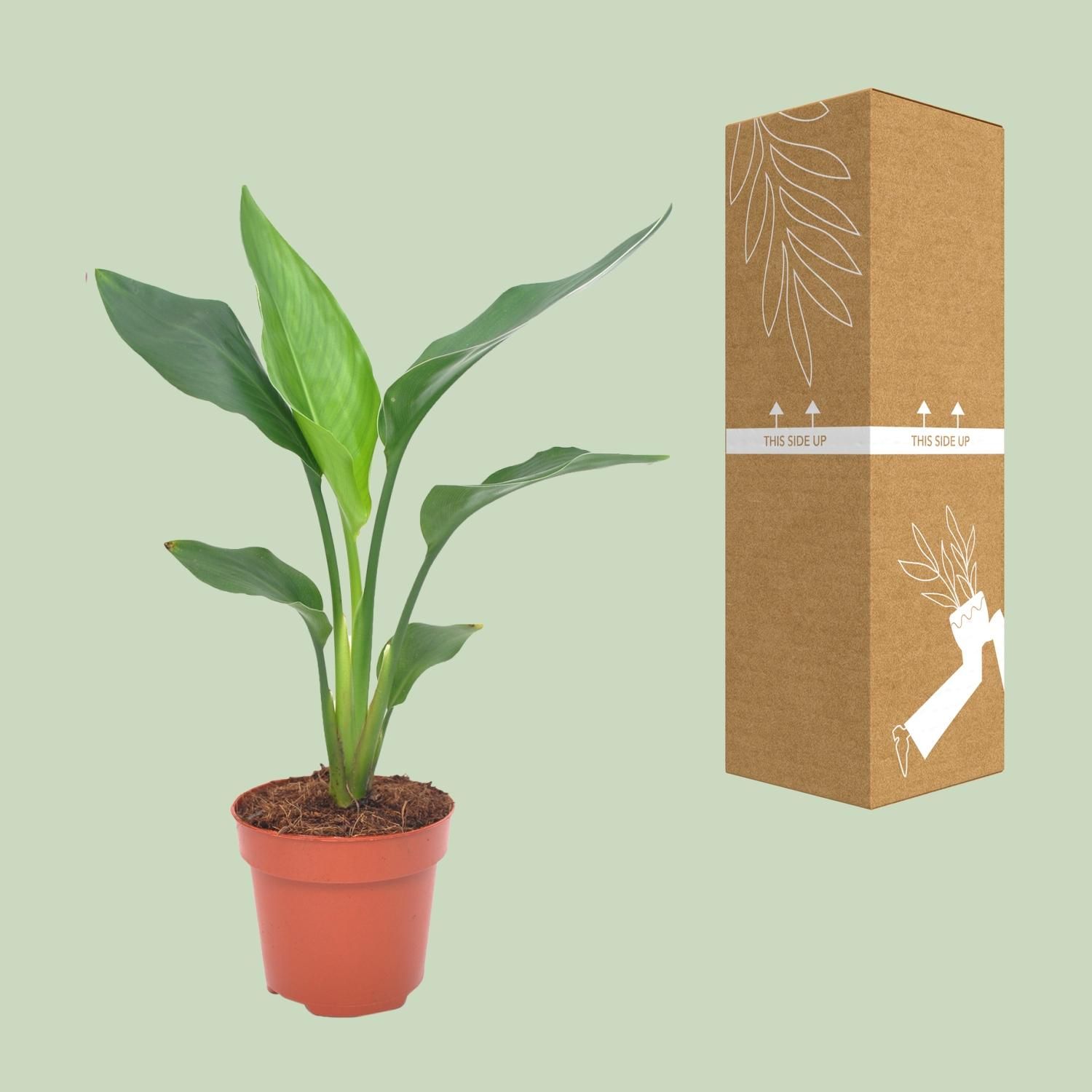 Strelitzia Reginea (11129)