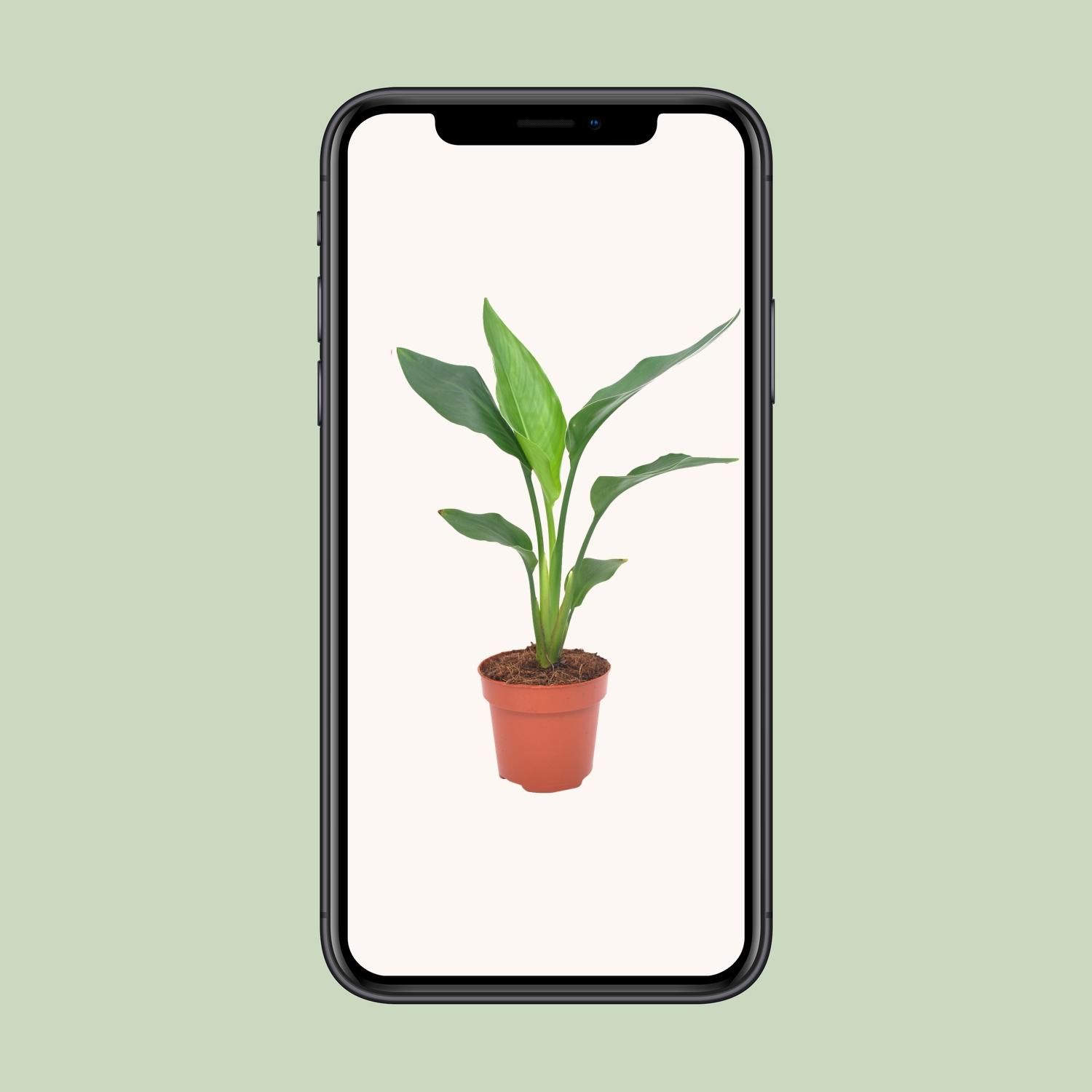 Strelitzia Reginea (11129)