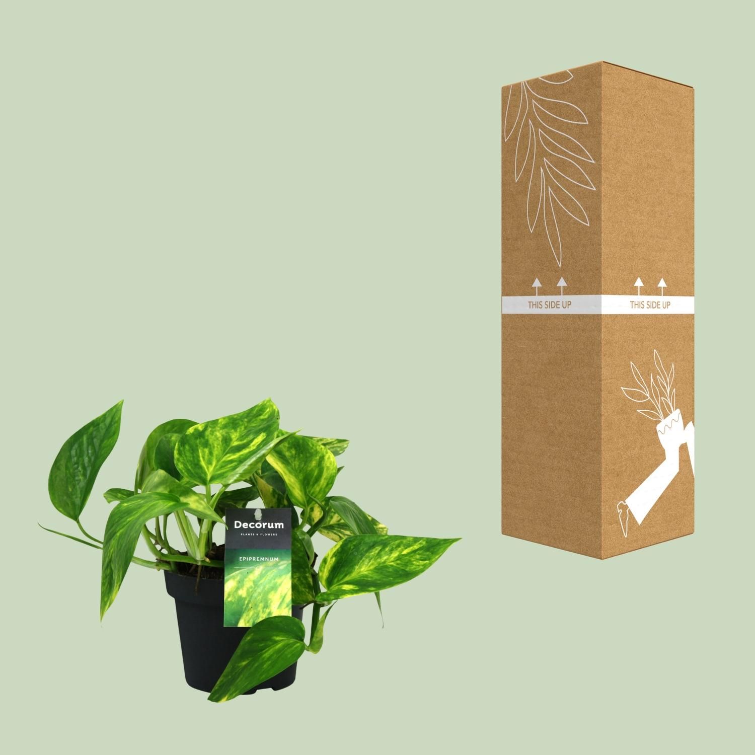 Scindapsus (Epipremnum) Pinnatum HiColor (12438)