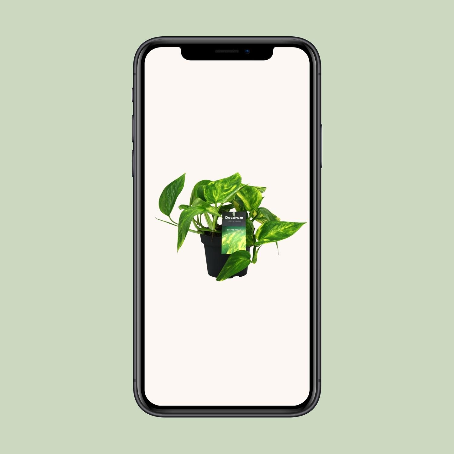 Scindapsus (Epipremnum) Pinnatum HiColor (12438)