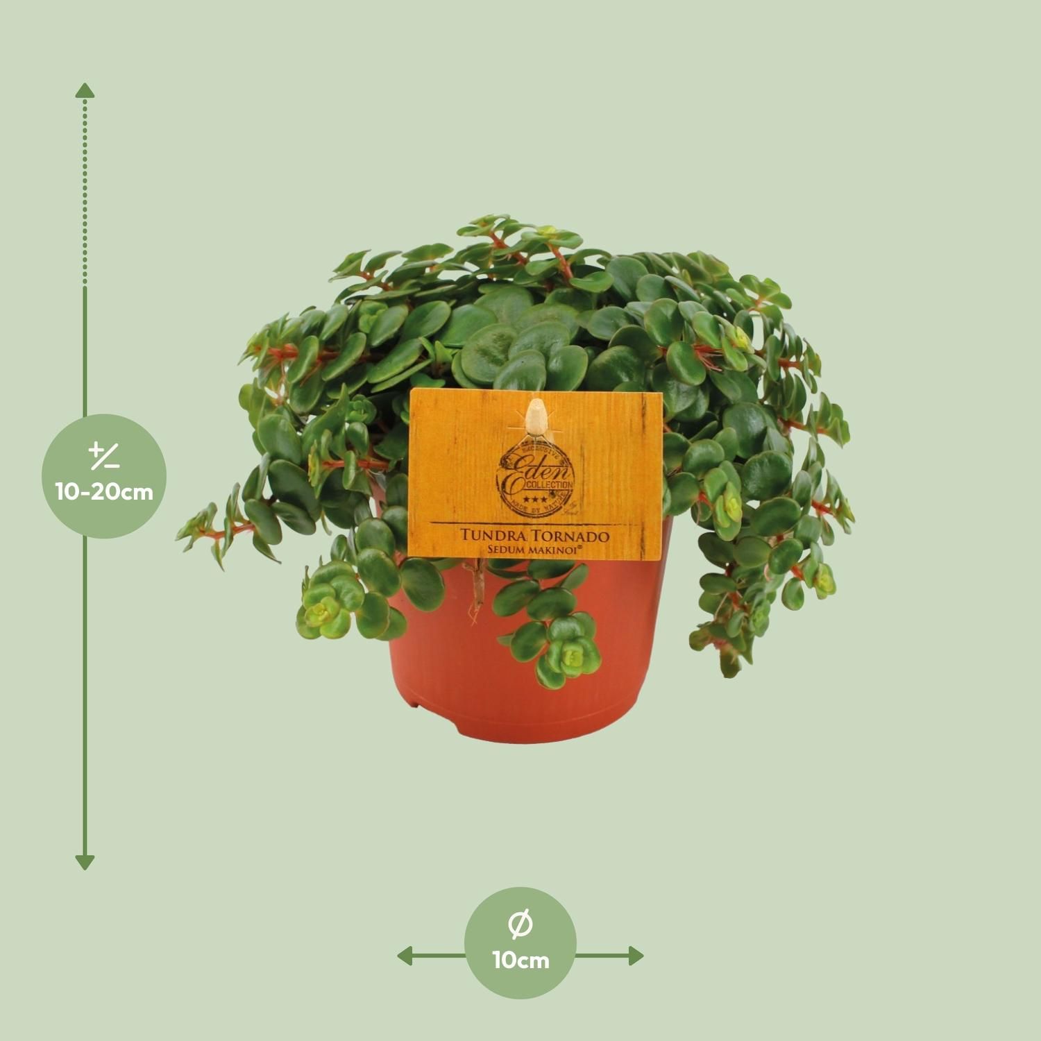 Sedum Tornado (16051)