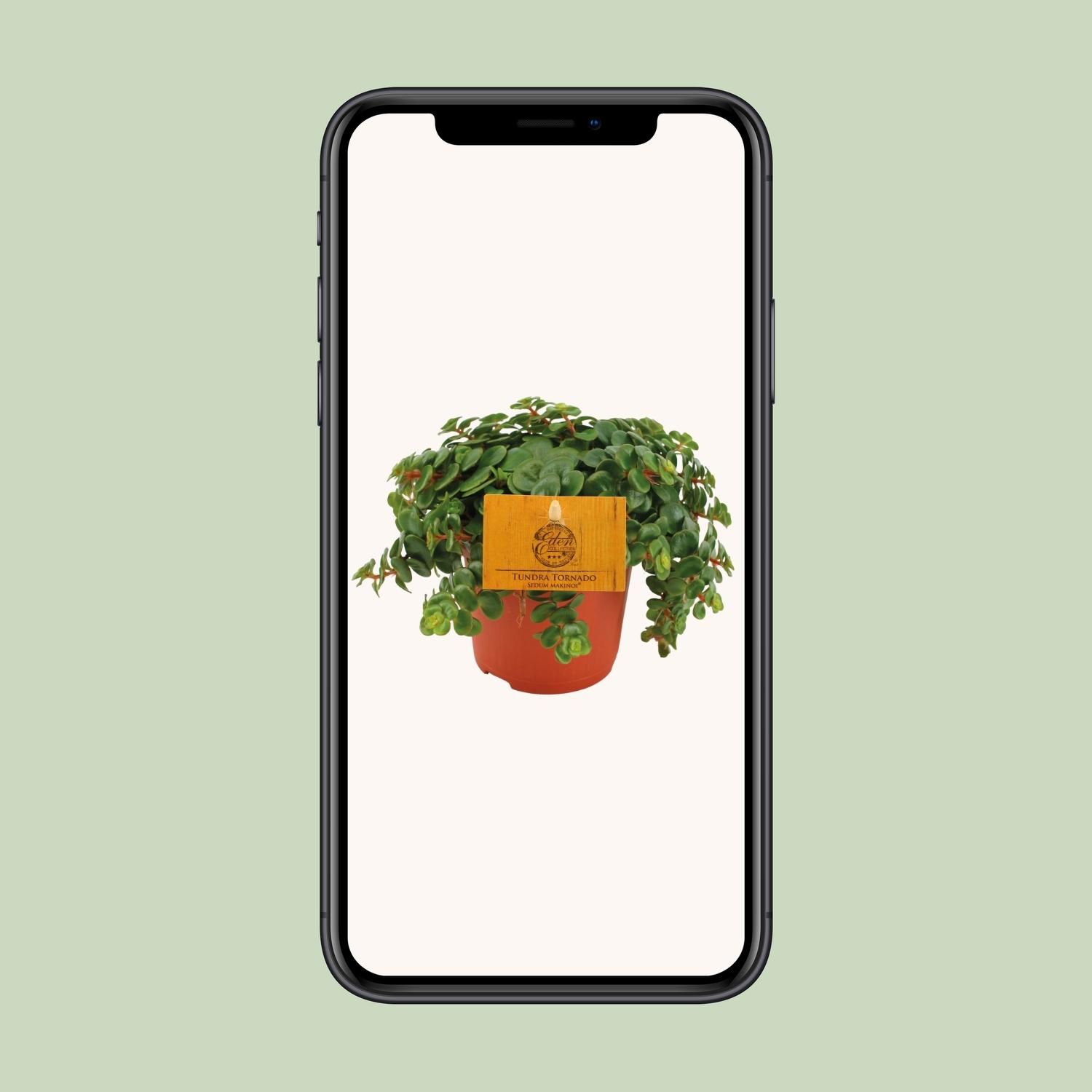 Sedum Tornado (16051)