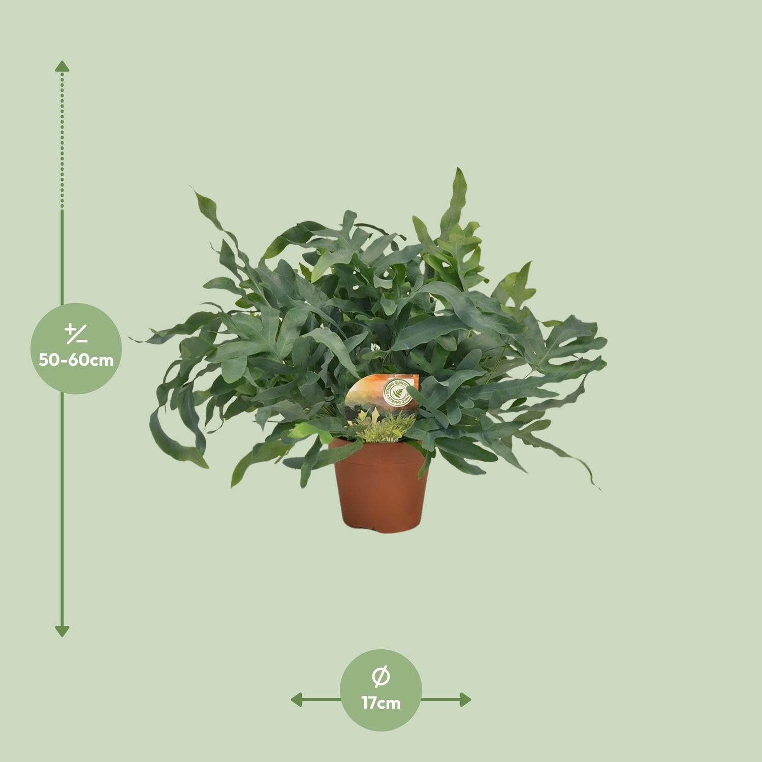 Phlebodium Blue Star (10833)