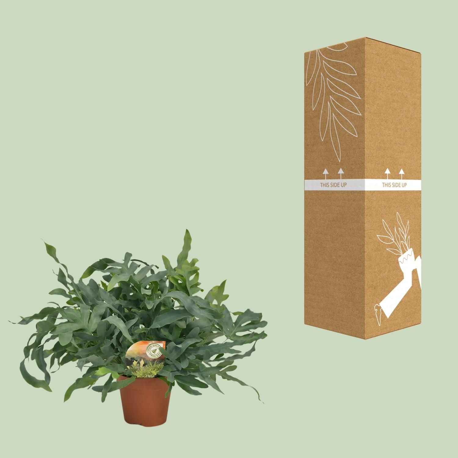 Phlebodium Blue Star (10833)