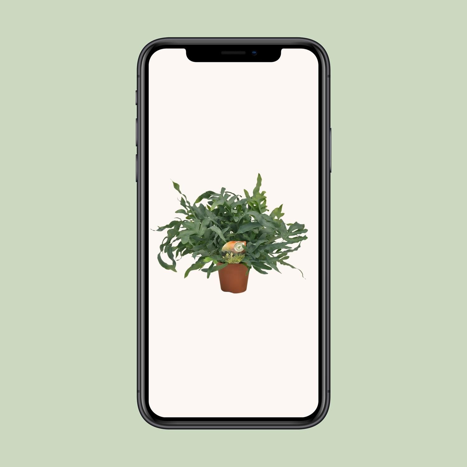 Phlebodium Blue Star (10833)