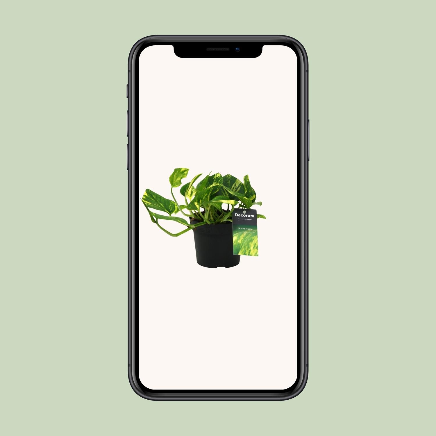 Scindapsus (Epipremnum) N'joy Gold (12454)