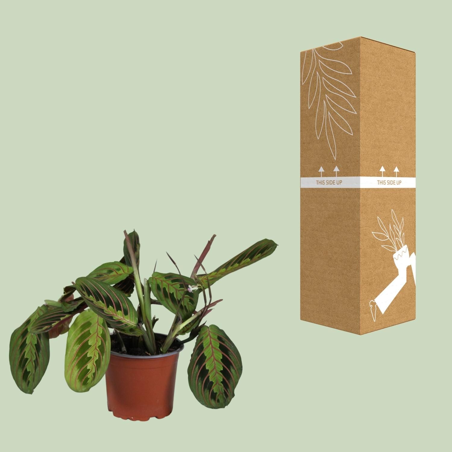 Maranta Leuconeura Fascinator (10883)