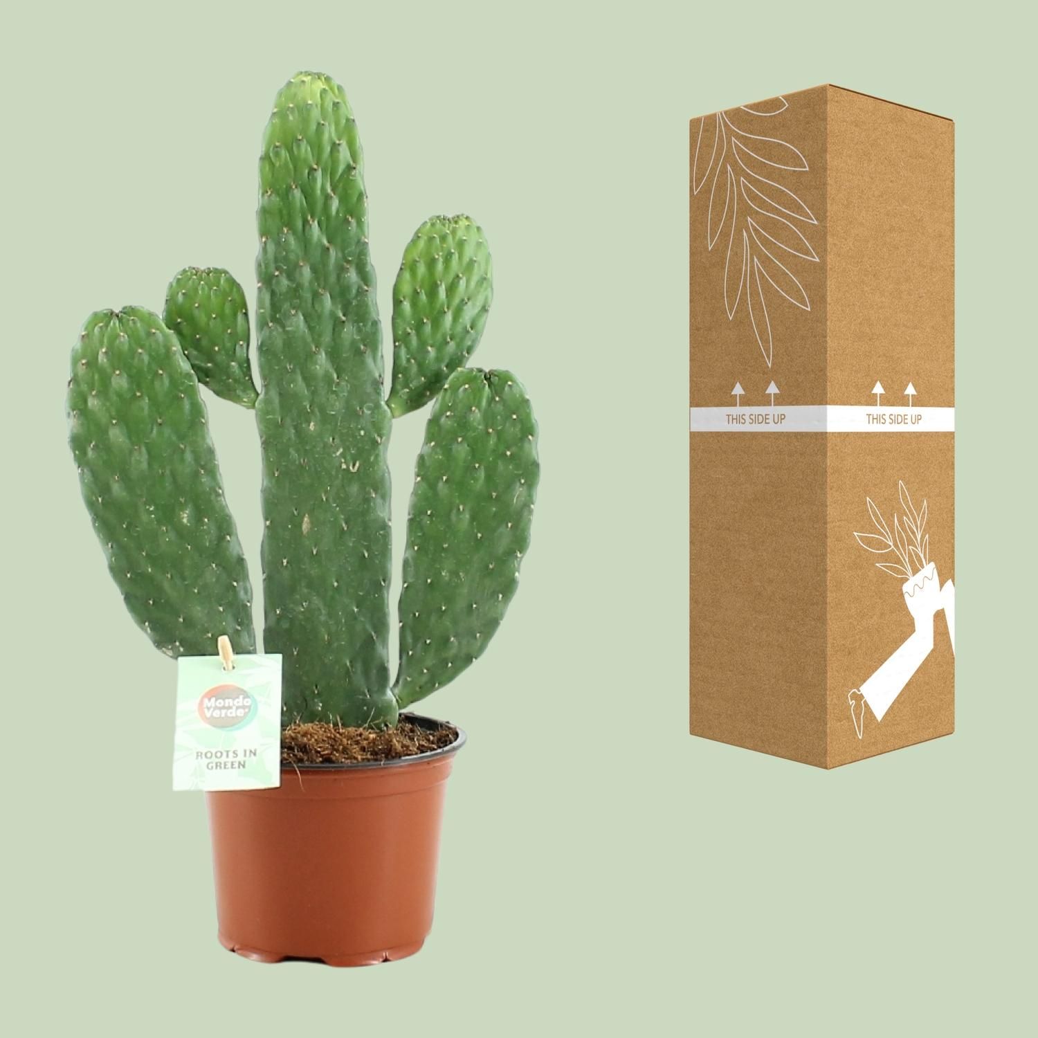 Opuntia Rubescens Consolea (20673)