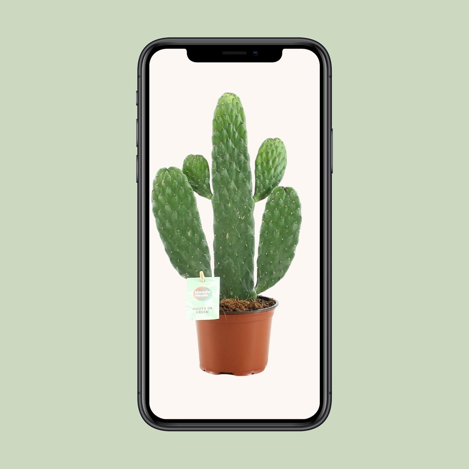 Opuntia Rubescens Consolea (20673)