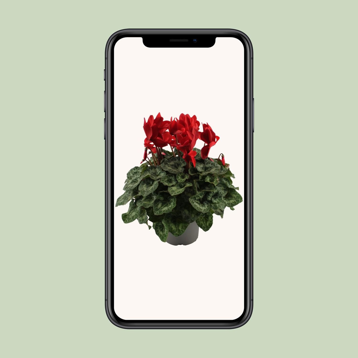 Cyclaam Rood (22636)