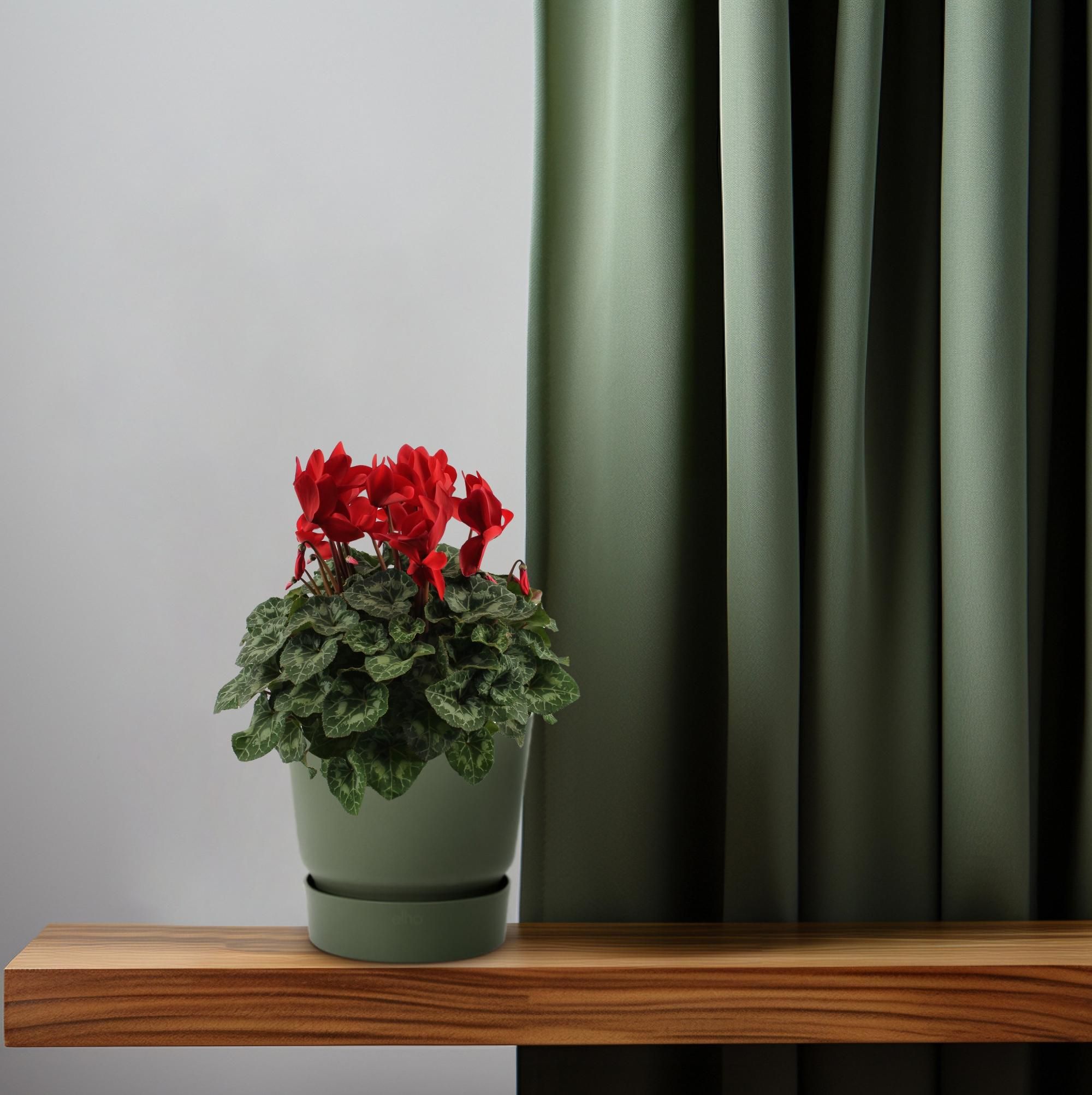 Cyclaam Rood (22636)