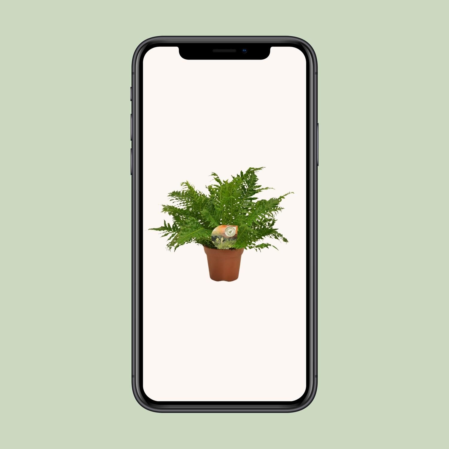 Blechnum Silver Lady (10825)