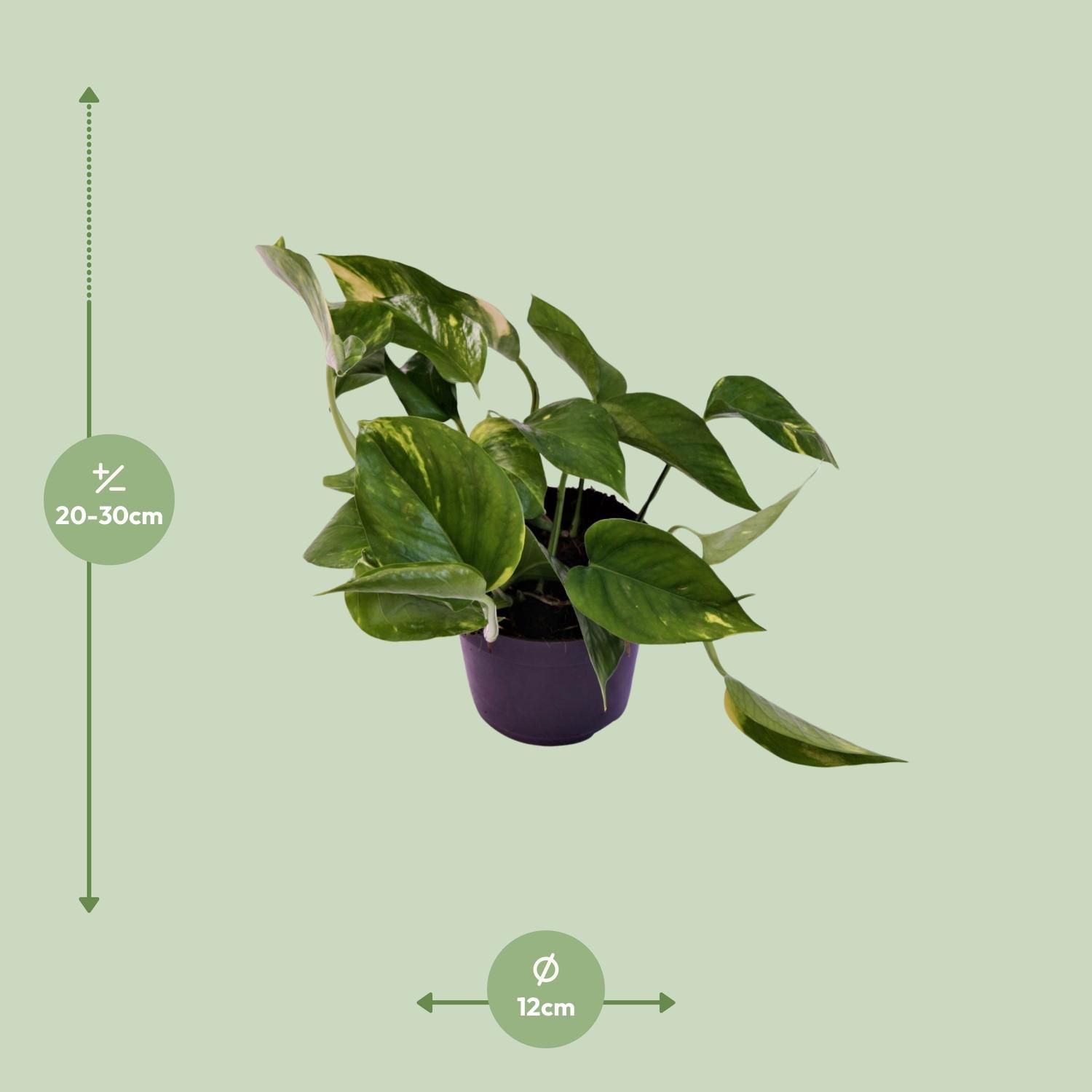 Scindapsus (Epipremnum) Aureum (12444)