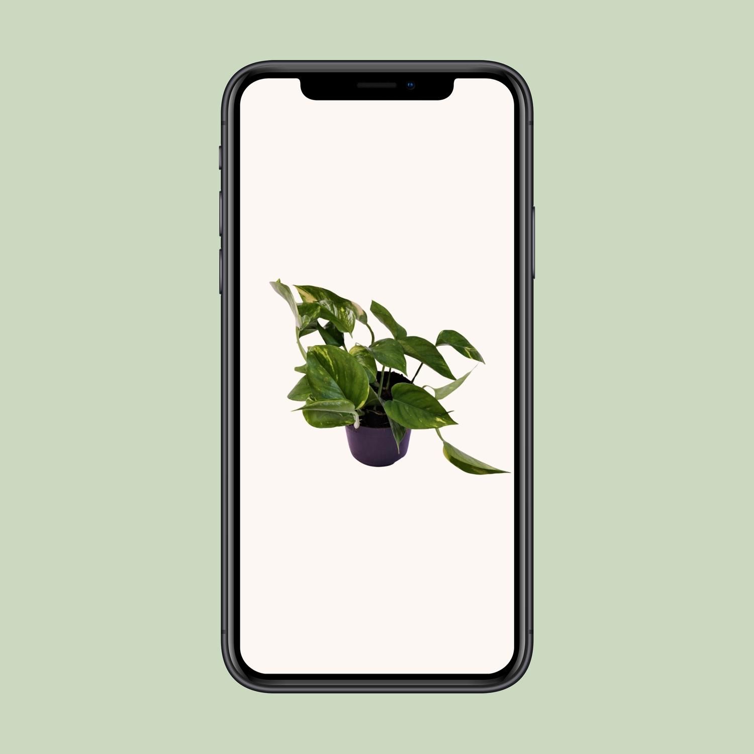 Scindapsus (Epipremnum) Aureum (12444)