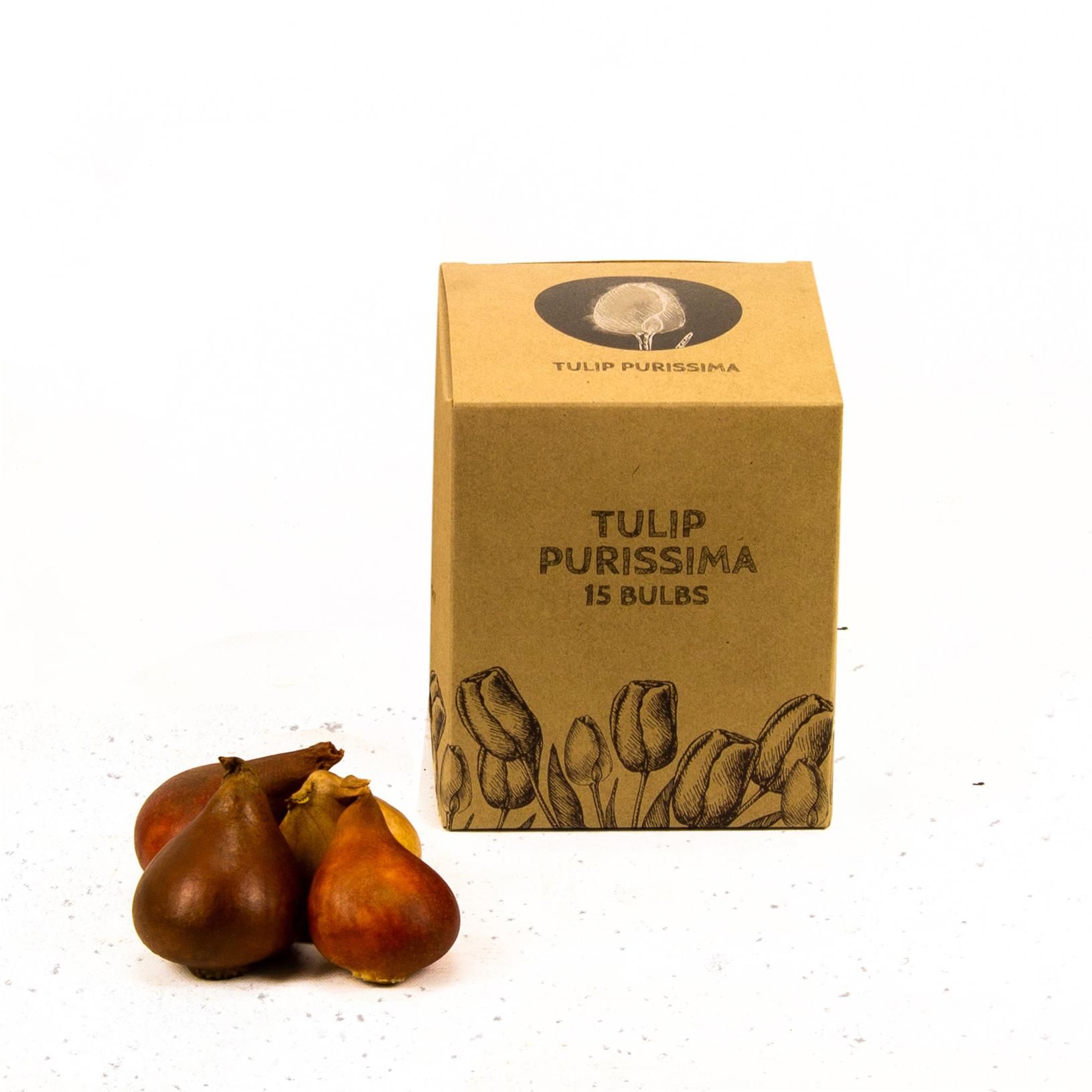 Flowerbulbs amsterdam Purissima - 15 bloembollen - Maat 12+ (8720938490156)