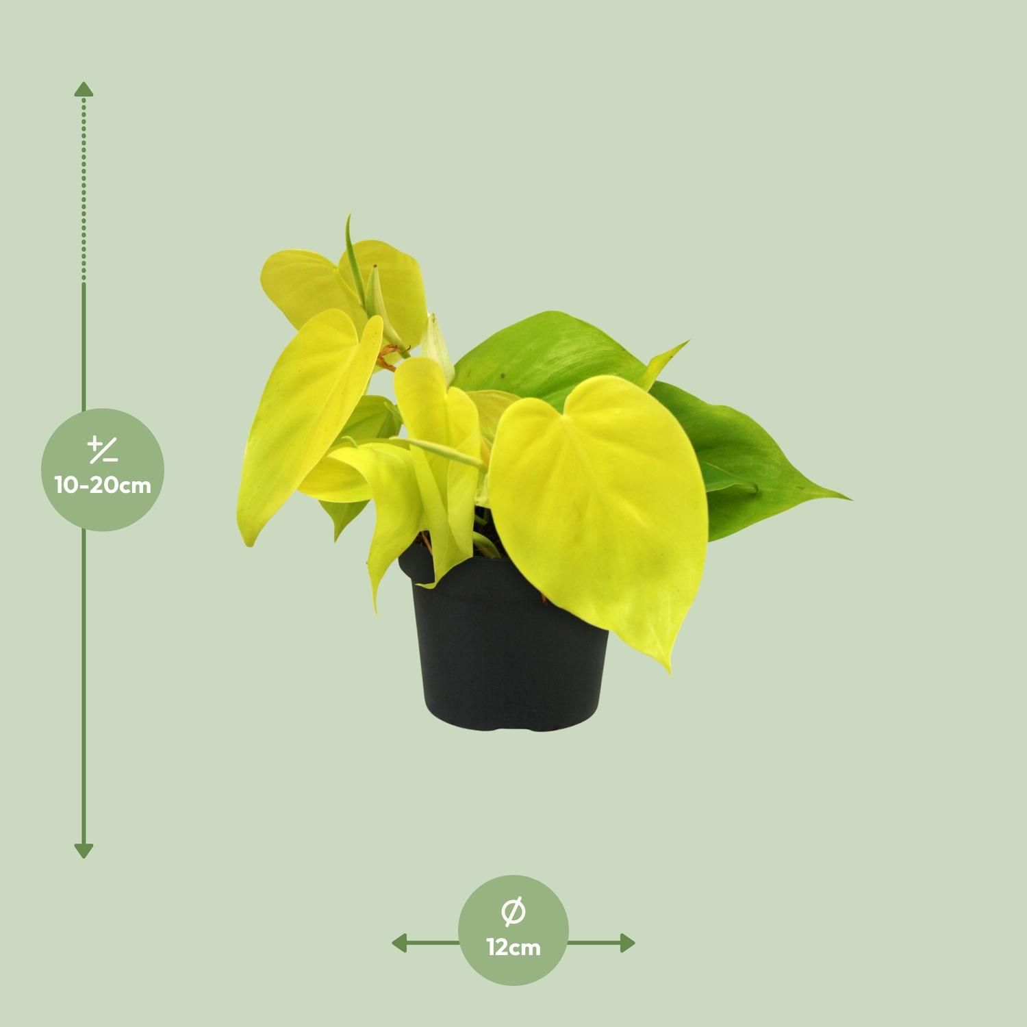 Philodendron Lime (12450)