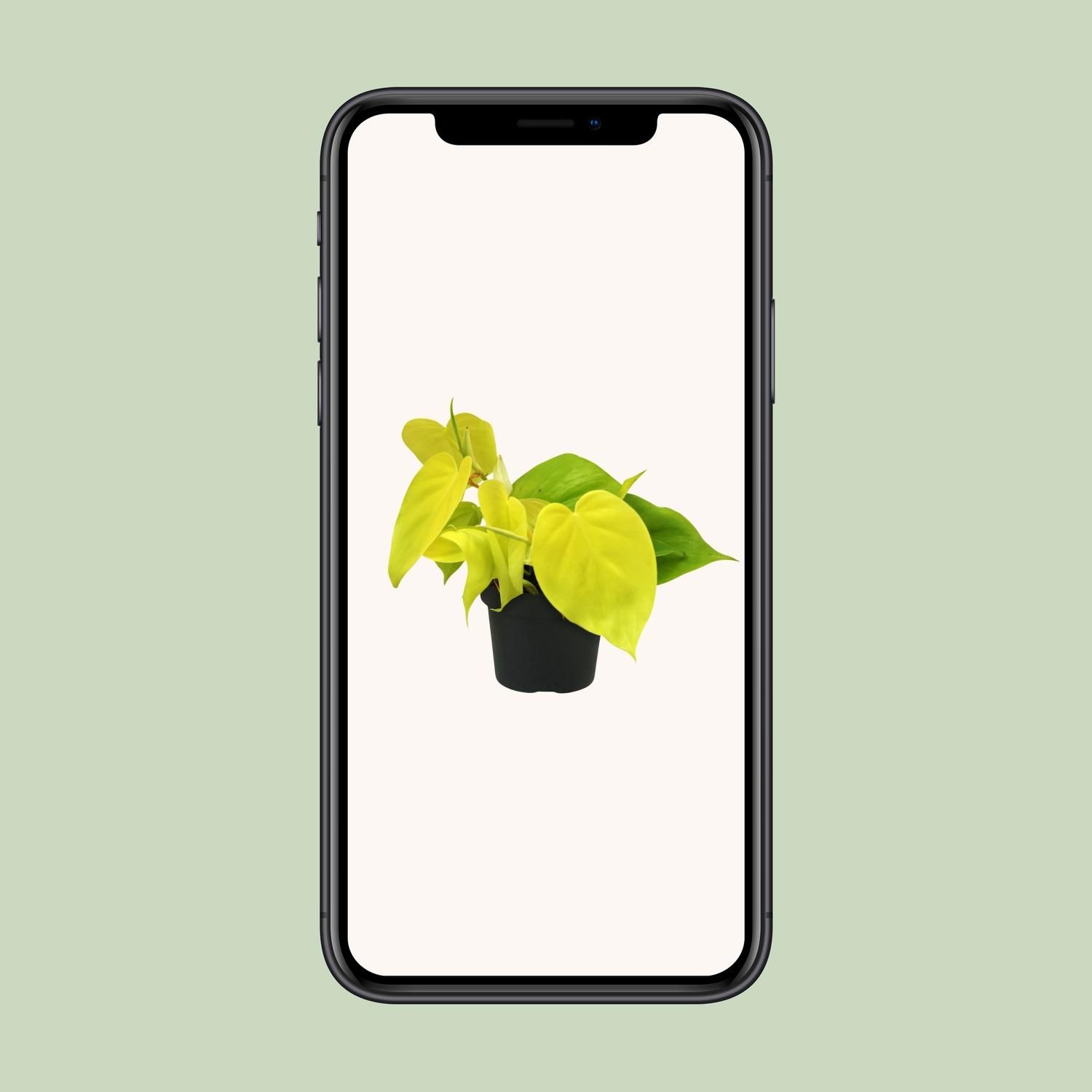 Philodendron Lime (12450)