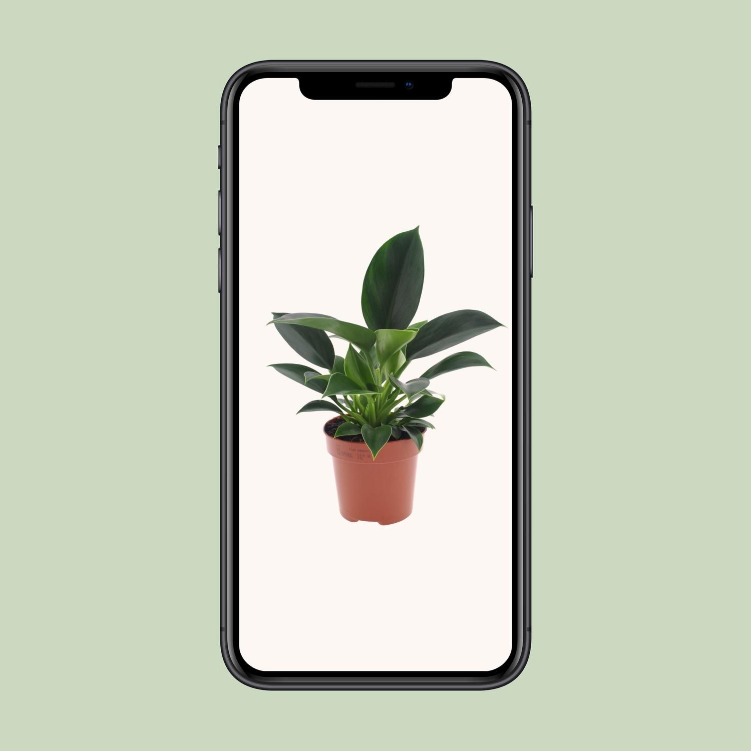 Philodendron Green Princess (11335)