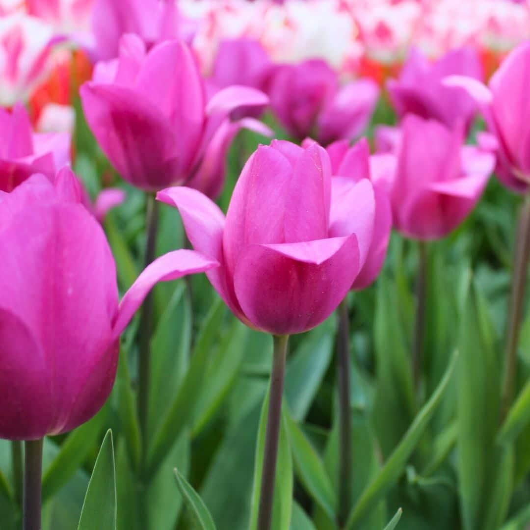 Flowerbulbs amsterdam Gomera - 15 bloembollen - Maat 12+ (8720938490019)