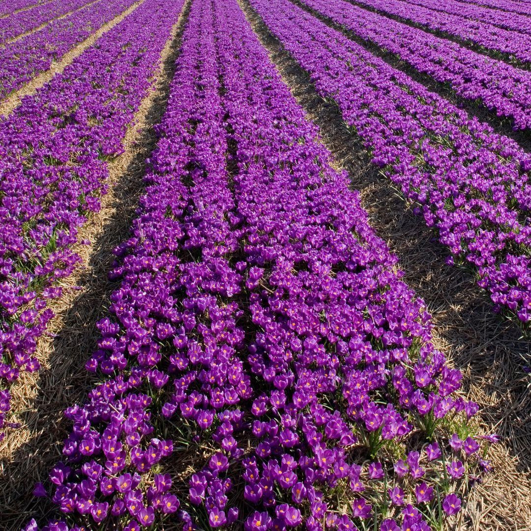 Flowerbulbs amsterdam Flower Record - 20 bloembollen - Maat 8+ (8720938490002)