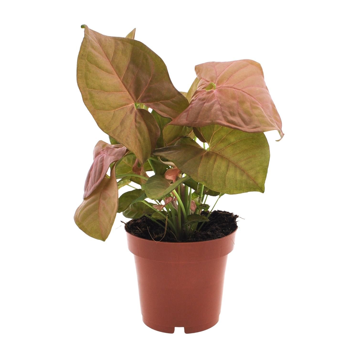 Syngonium Neon (11280)
