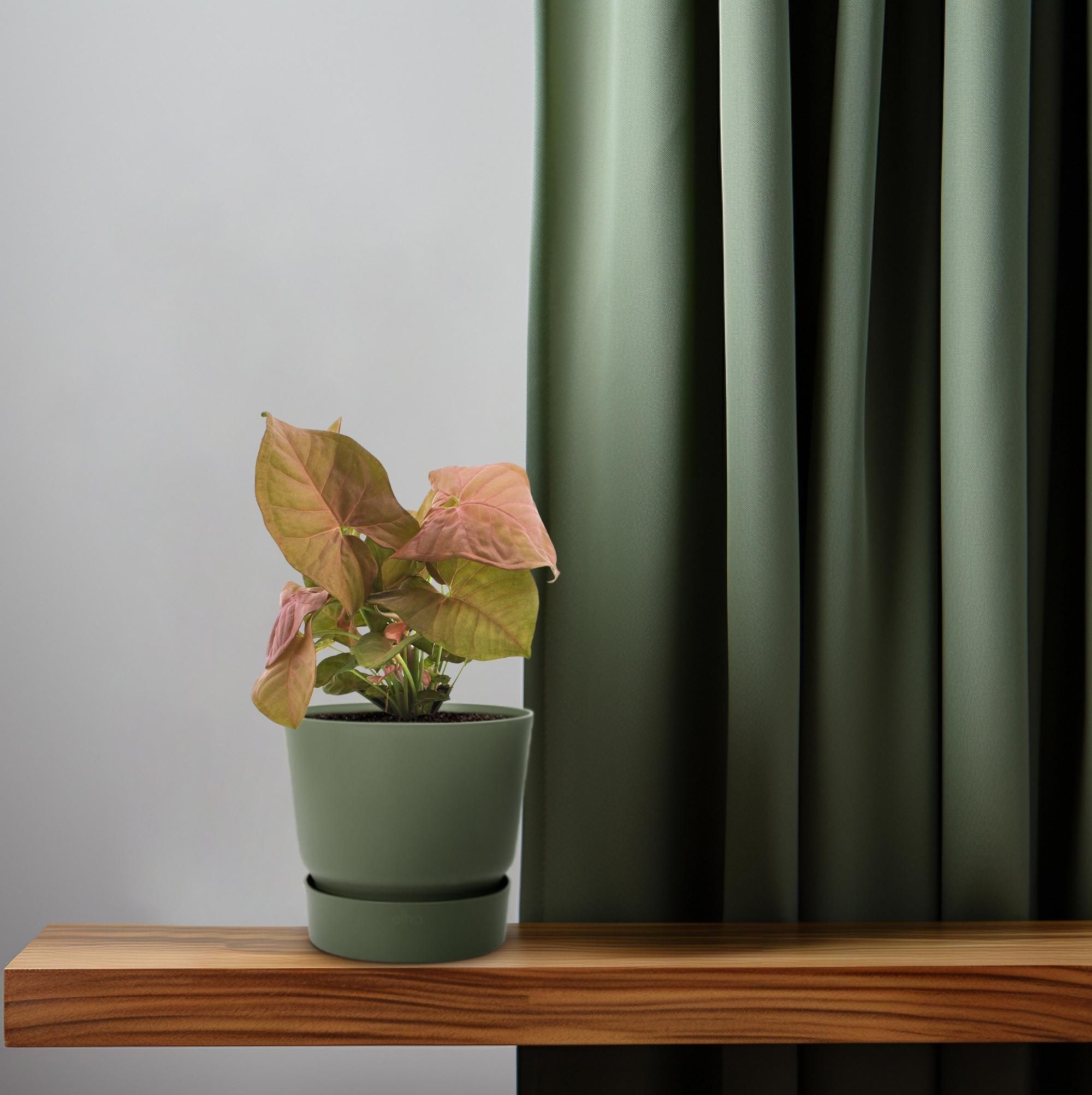 Syngonium Neon (11280)