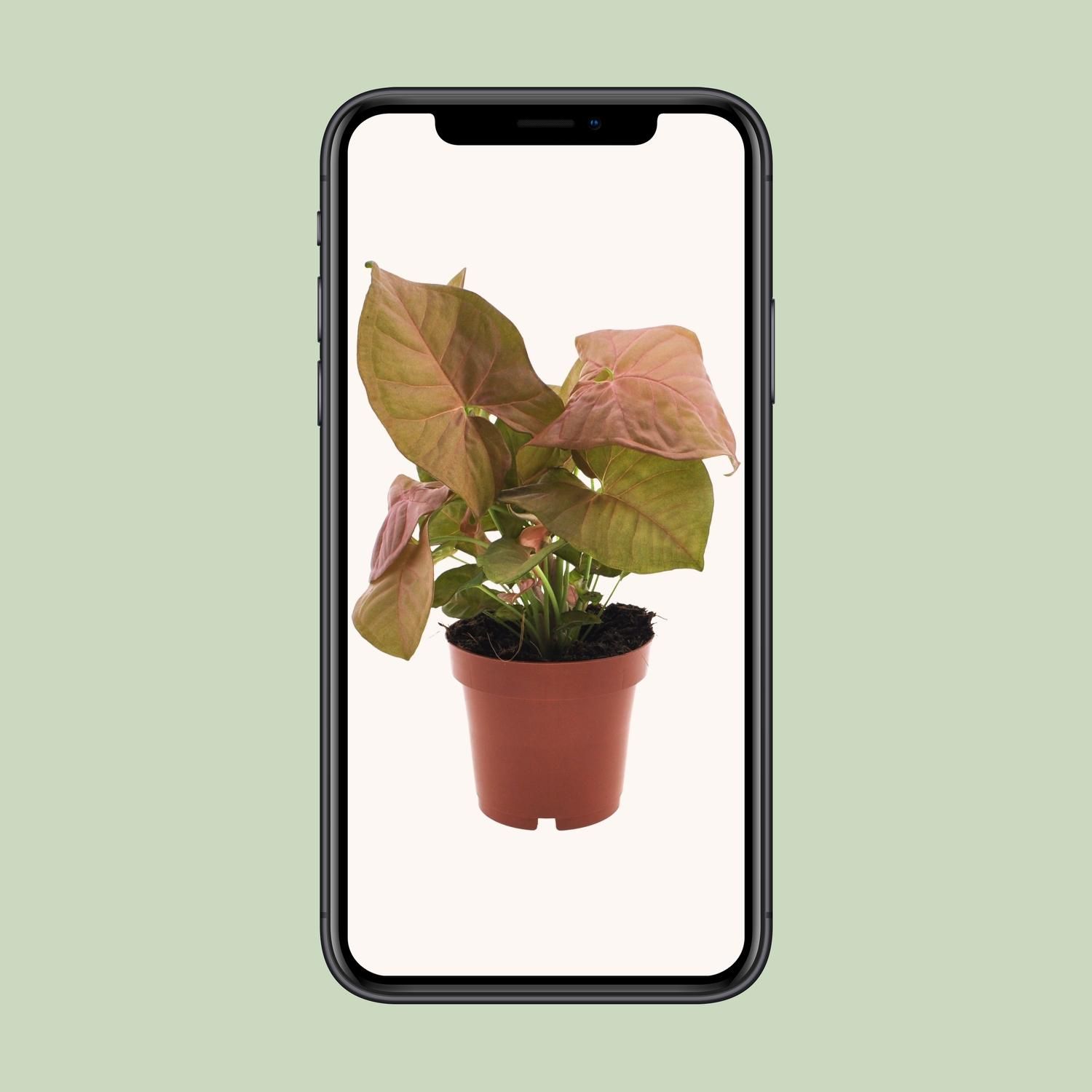 Syngonium Neon (11280)
